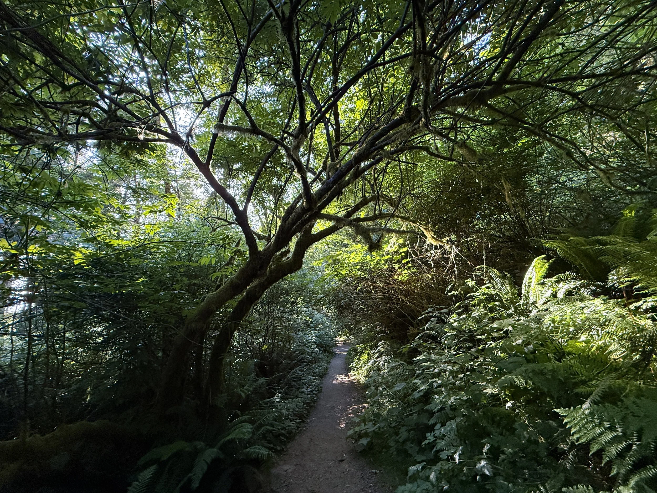 Fern Canyon Trail Prairie Creek Redwoods State Park California