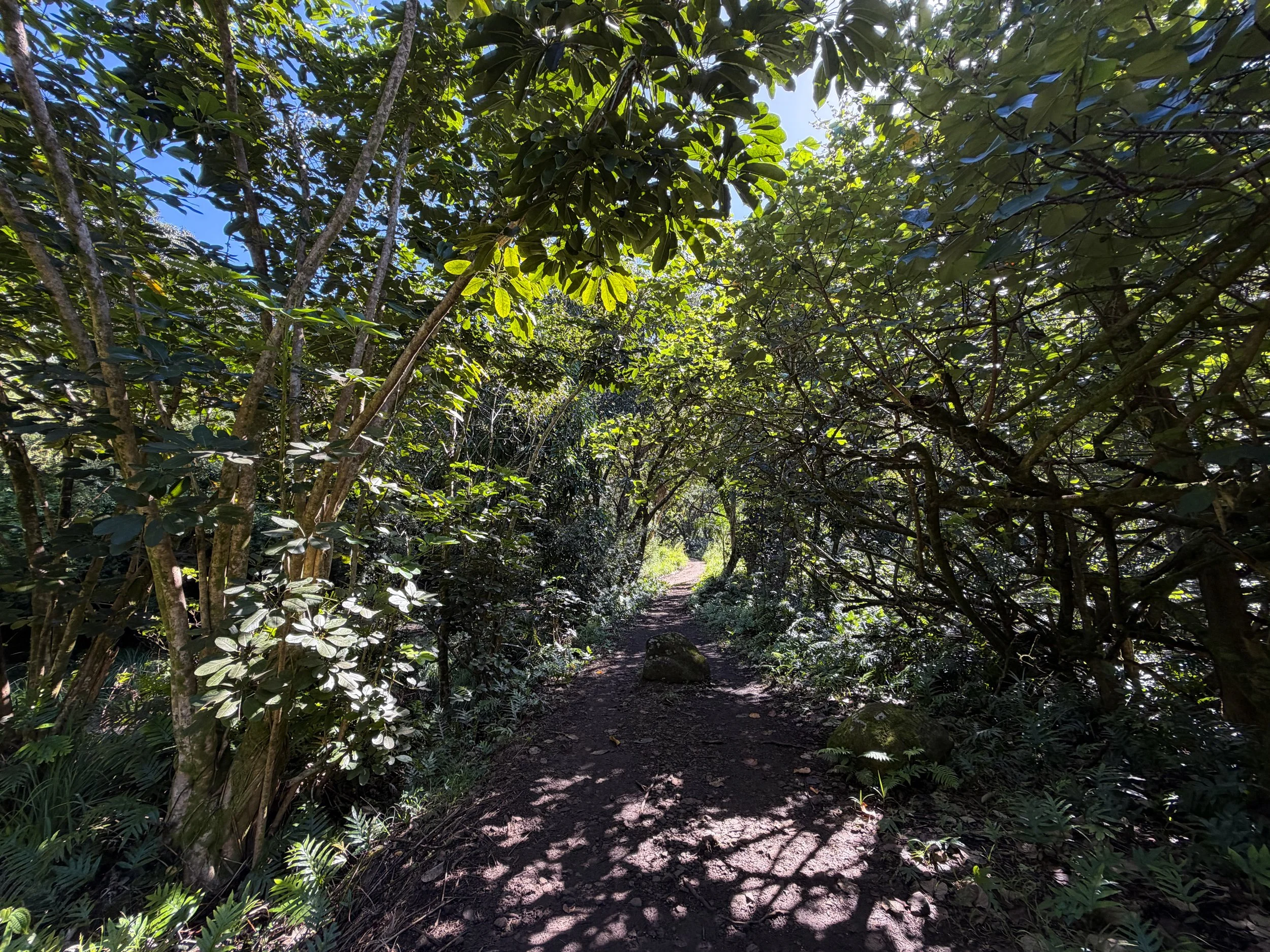 Tripler Ridge Trail via Kamananui Valley Road Oahu Hawaii