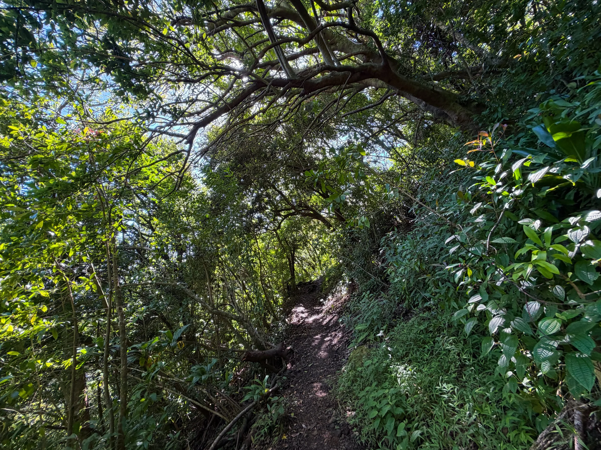 Aihualama Trail Oahu Hawaii