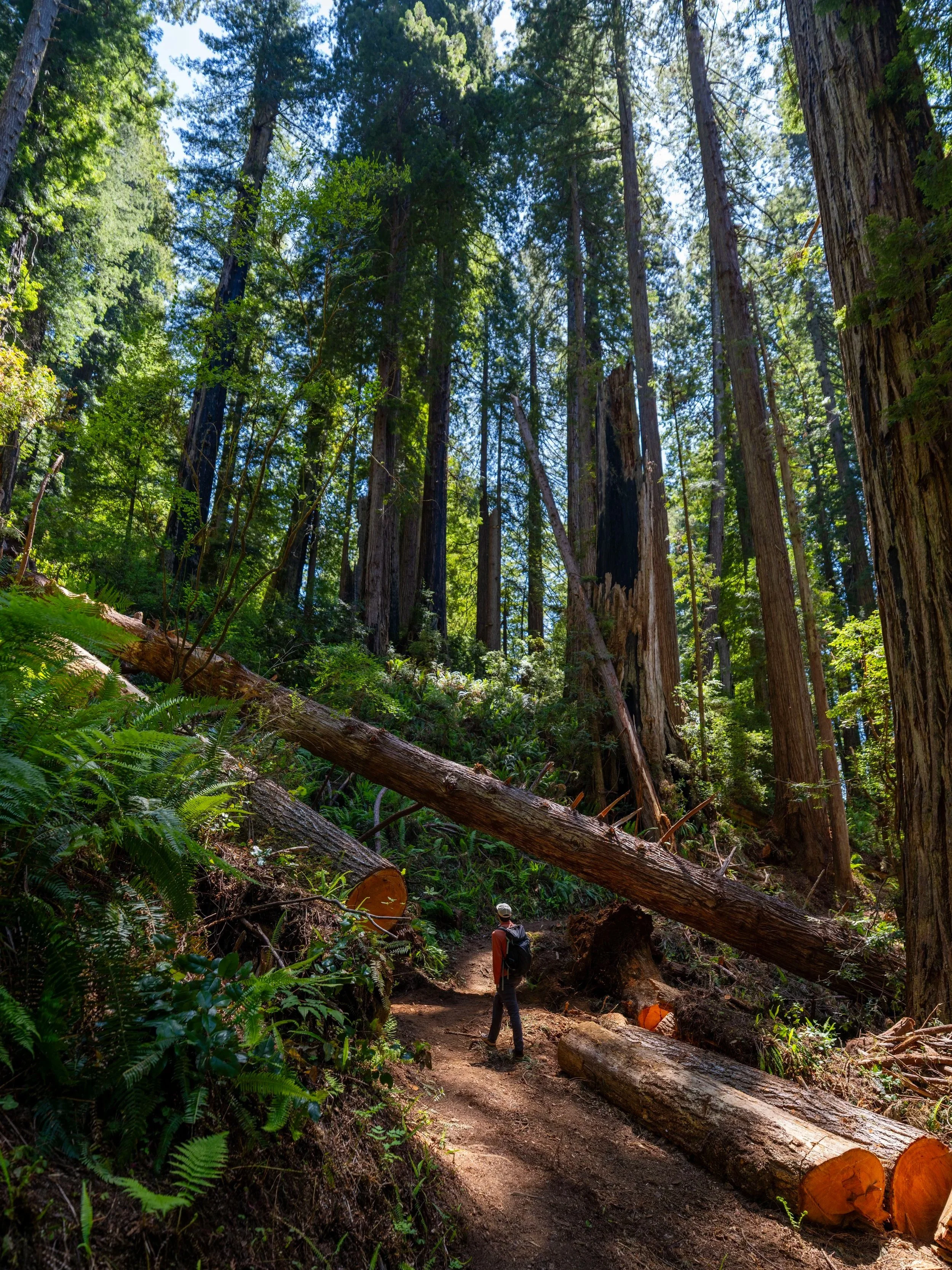 Hope Creek–Ten Taypo Loop Trail Prairie Creek Redwoods State Park California