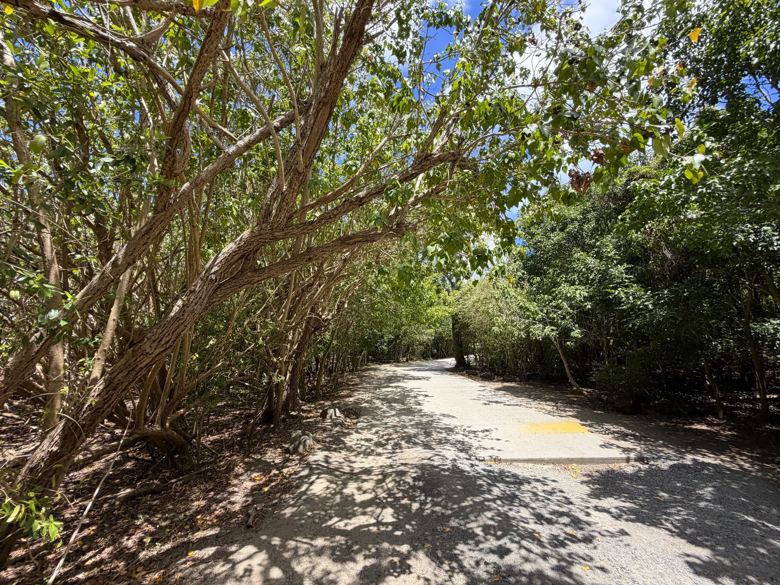 Francis Bay Trail Virgin Islands National Park