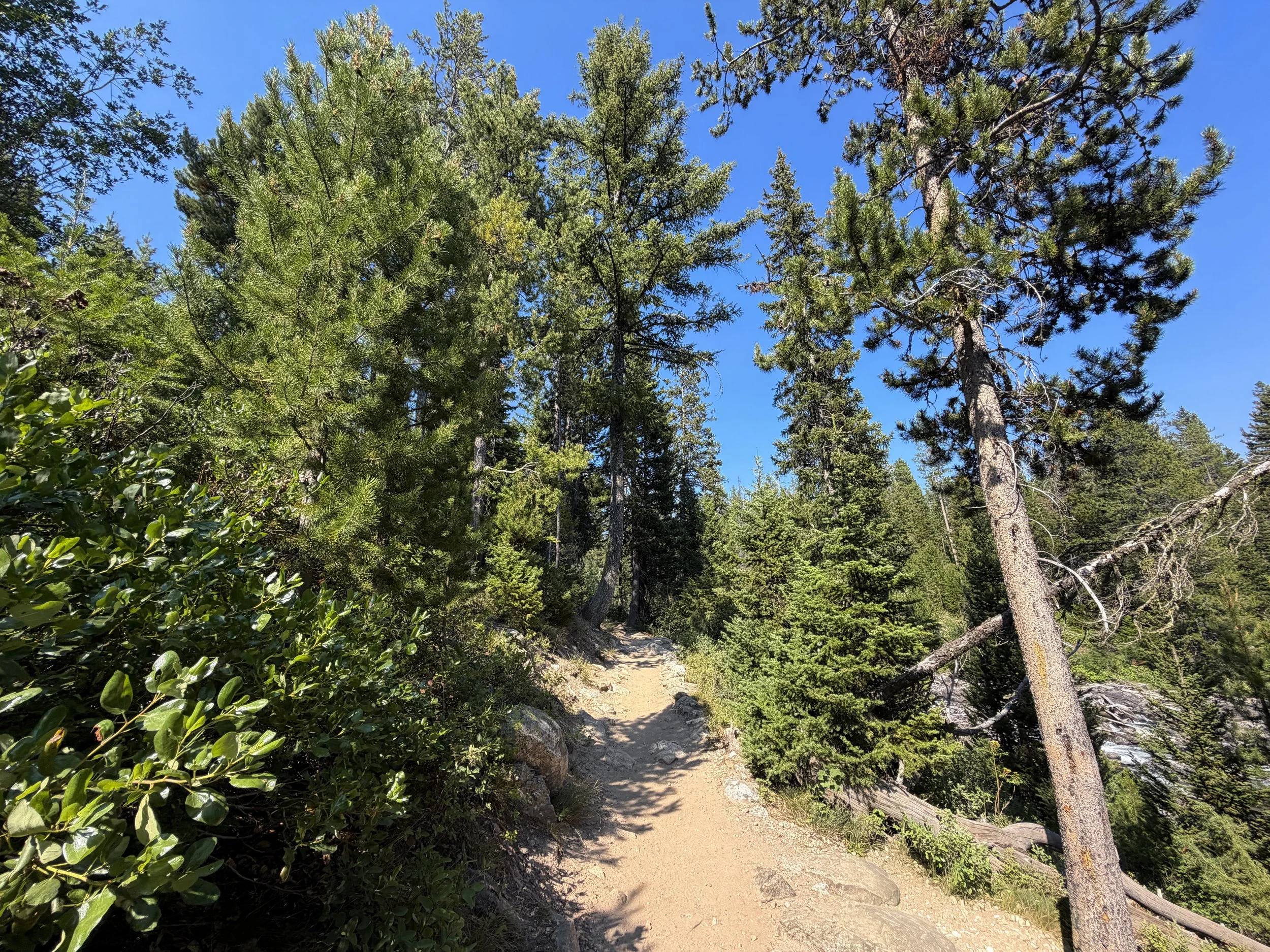 Jenny Lake Loop Trail Grand Teton National Park Wyoming