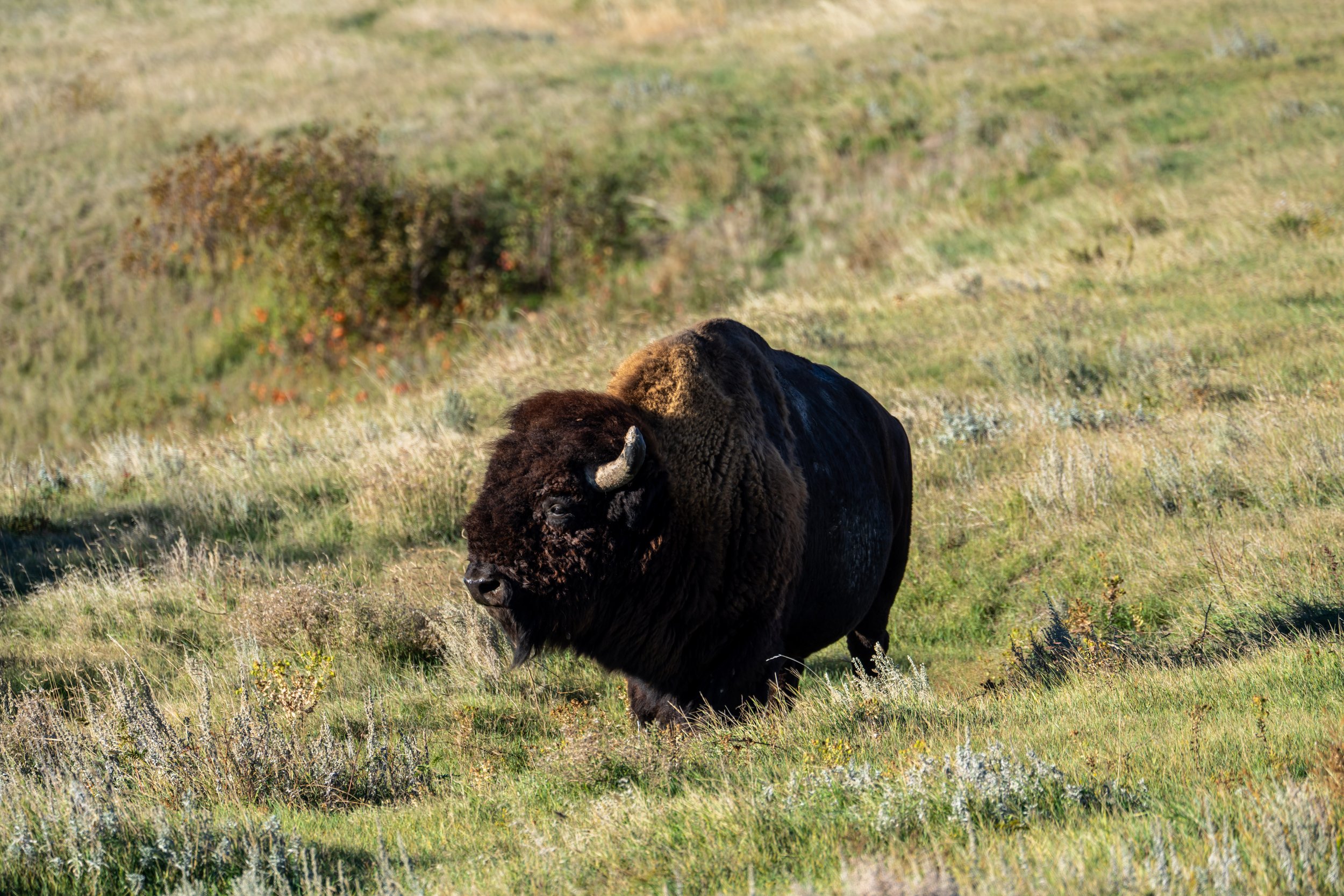 American Bison Badlands National Park South Dakota