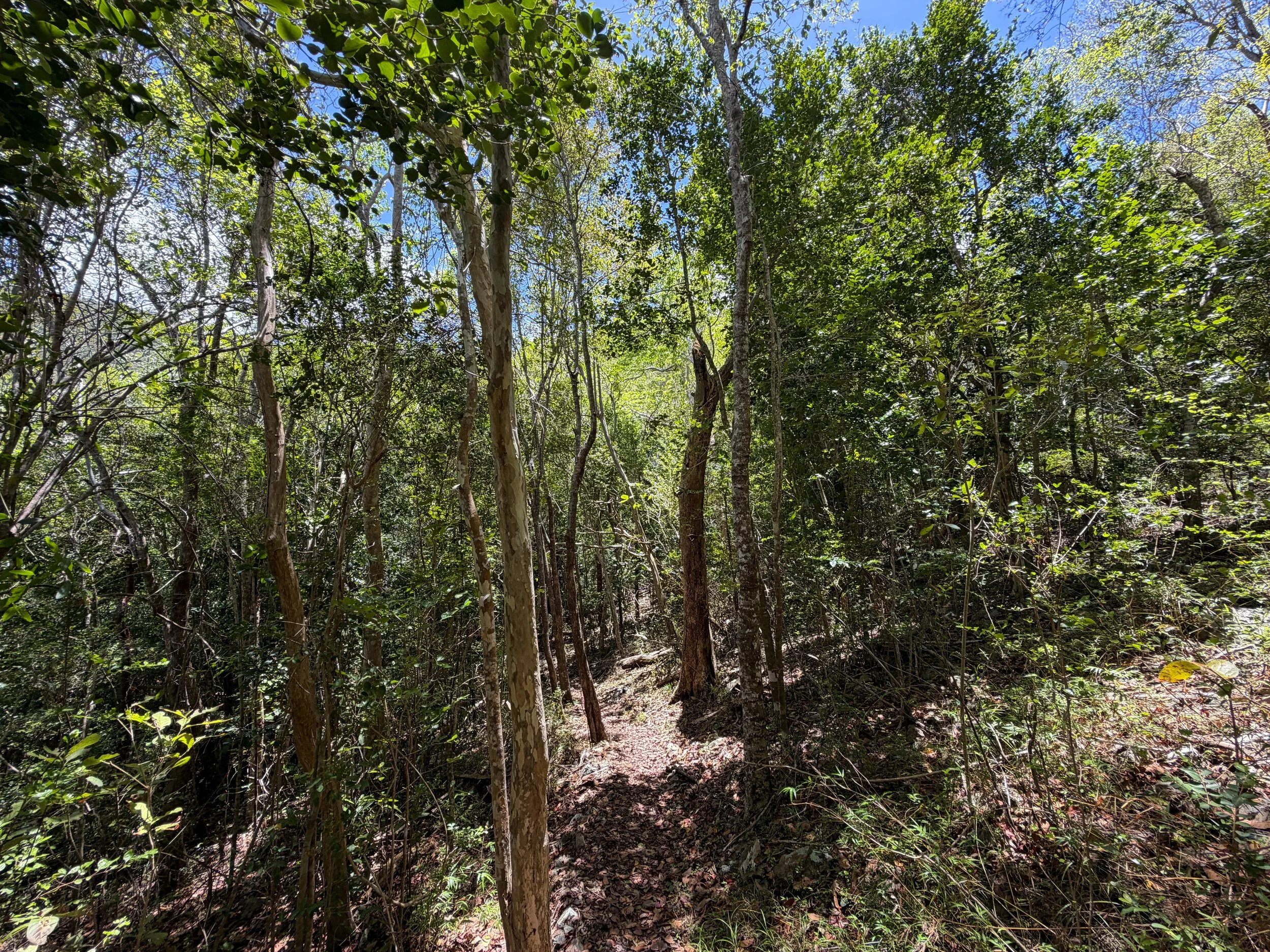 Caneel Hill Trail Virgin Islands National Park