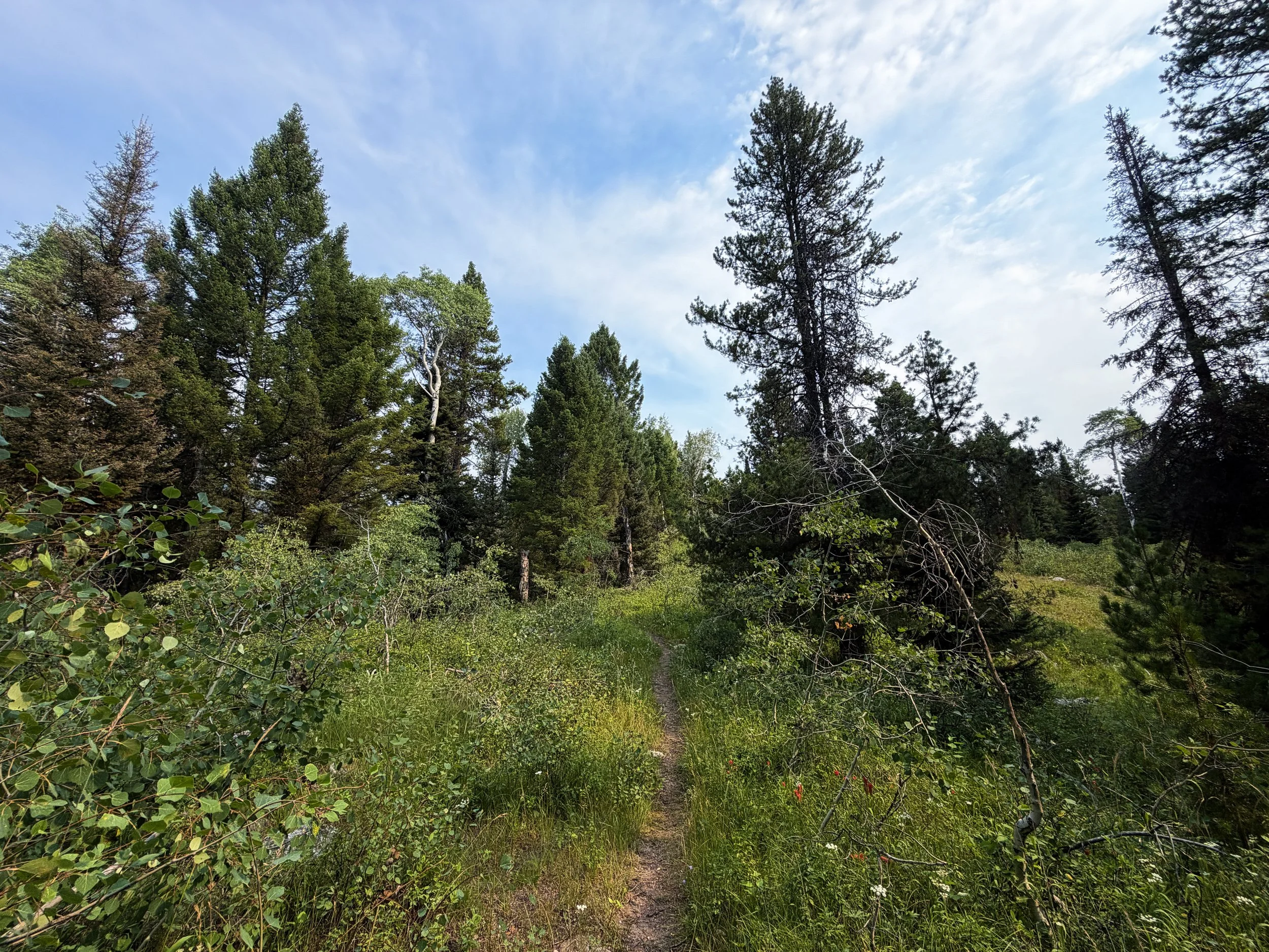 Aspen Ridge Loop Trail Grand Teton National Park Wyoming