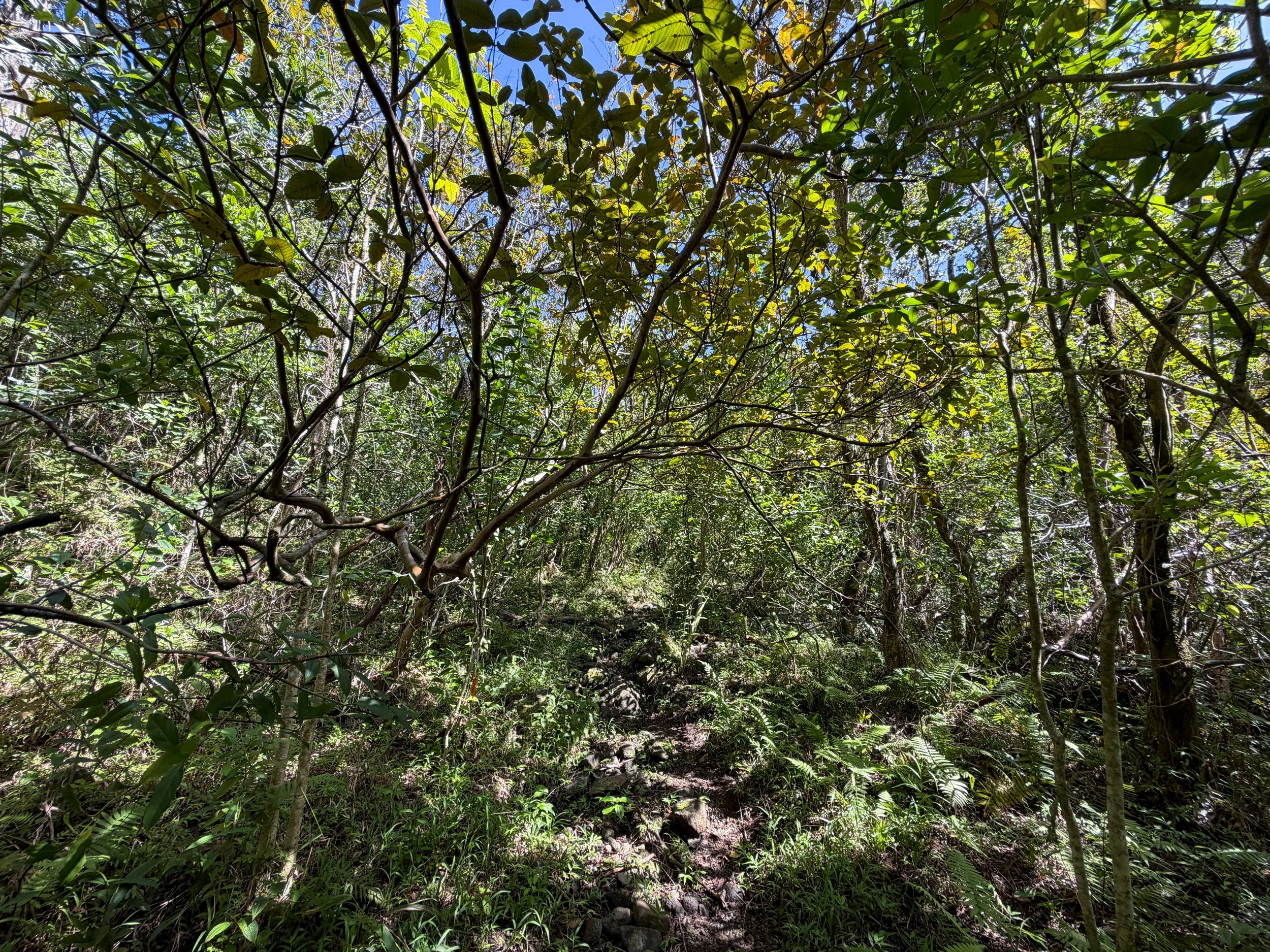 Kulanaahane Trail Oahu Hawaii
