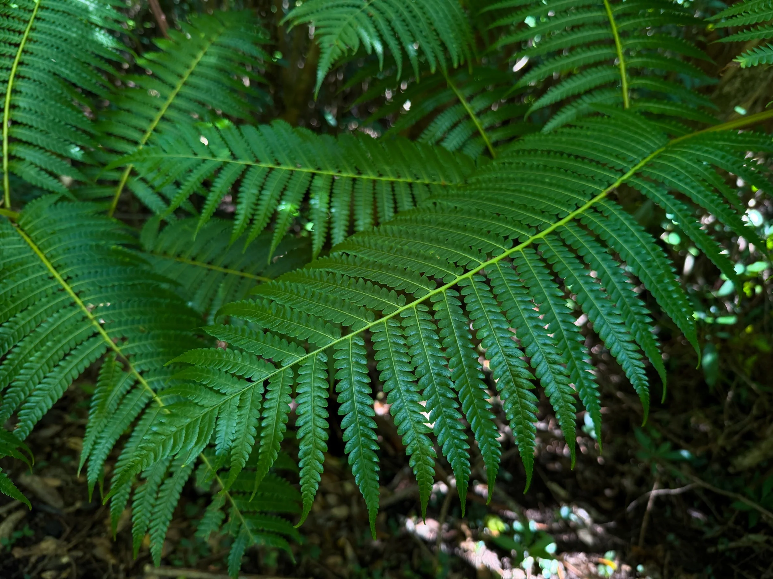 Hapuu Cibotium chamissoi