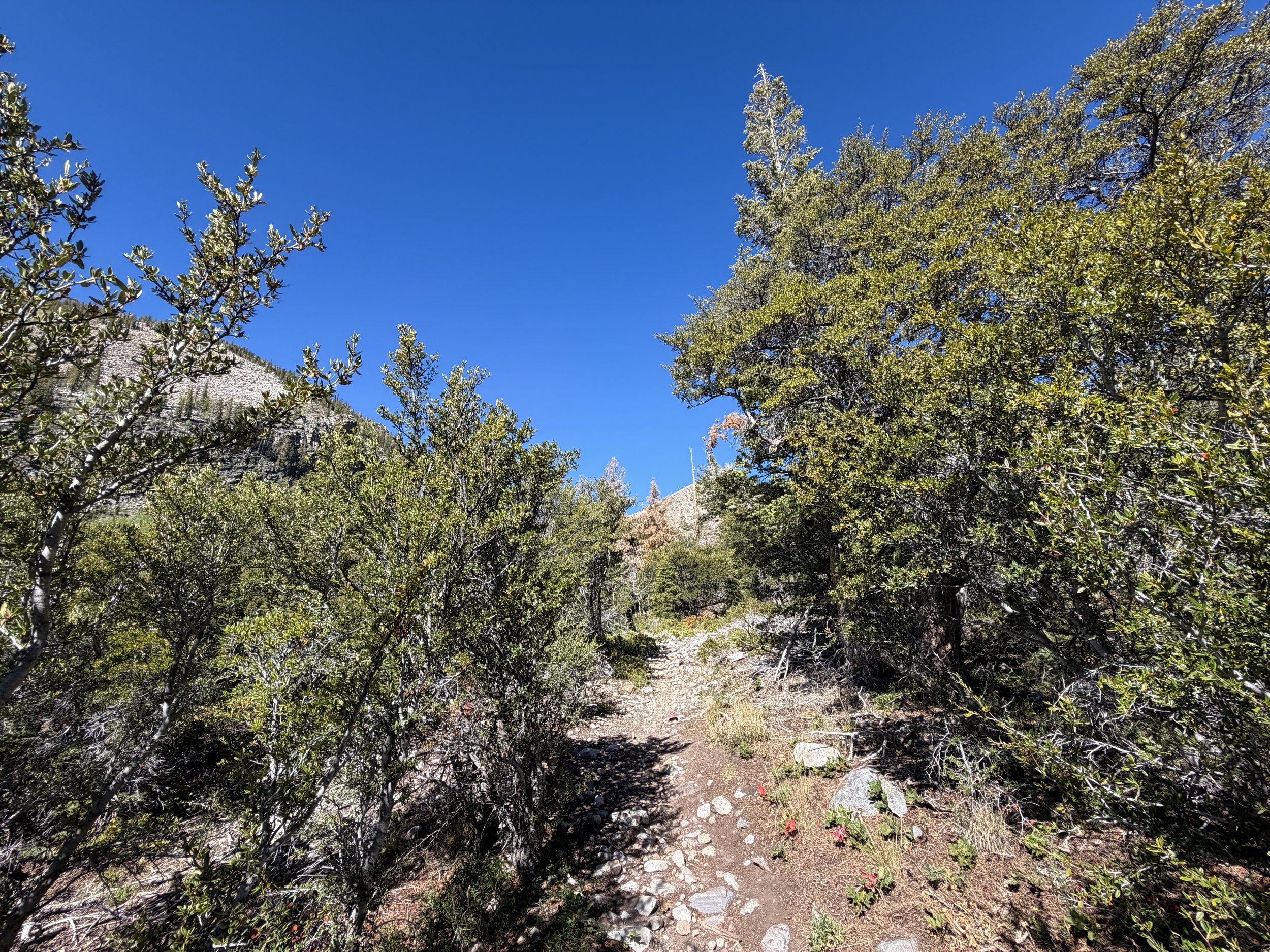 Baker Lake Trail Great Basin National Park Nevada