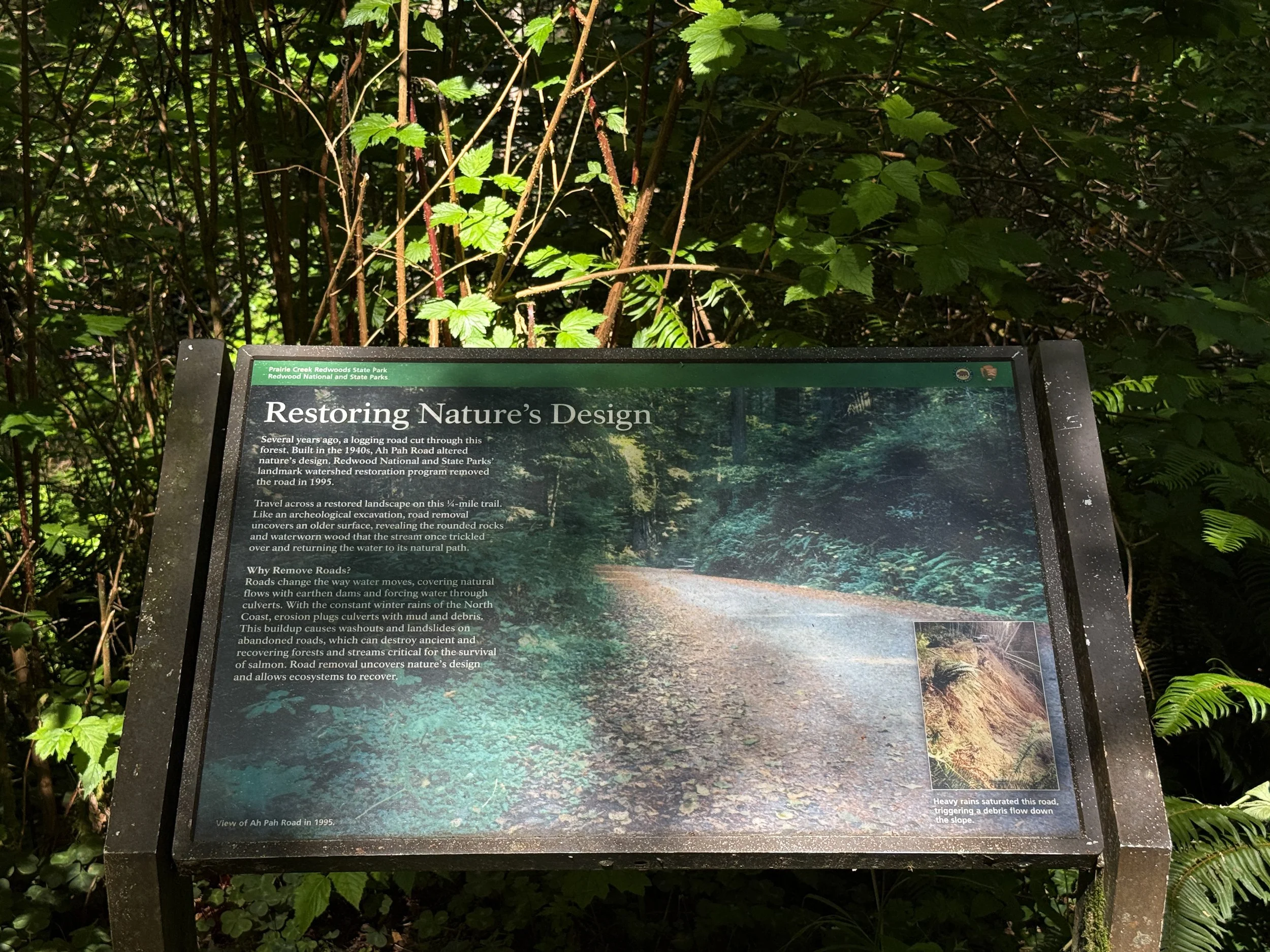 Ah Pah Interpretive Trail Prairie Creek Redwoods State Park California
