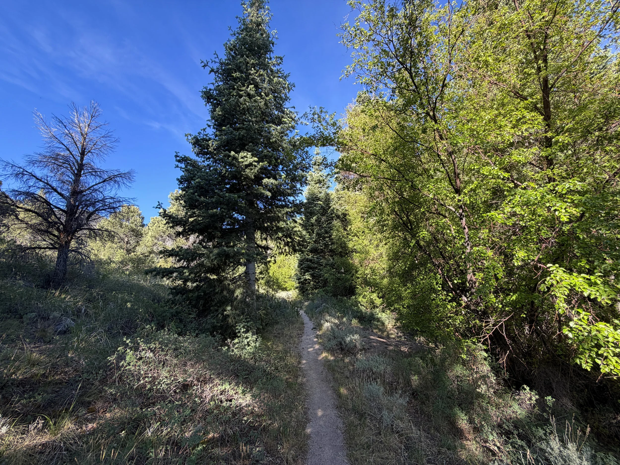 Pole Canyon Loop Trail Great Basin National Park Nevada
