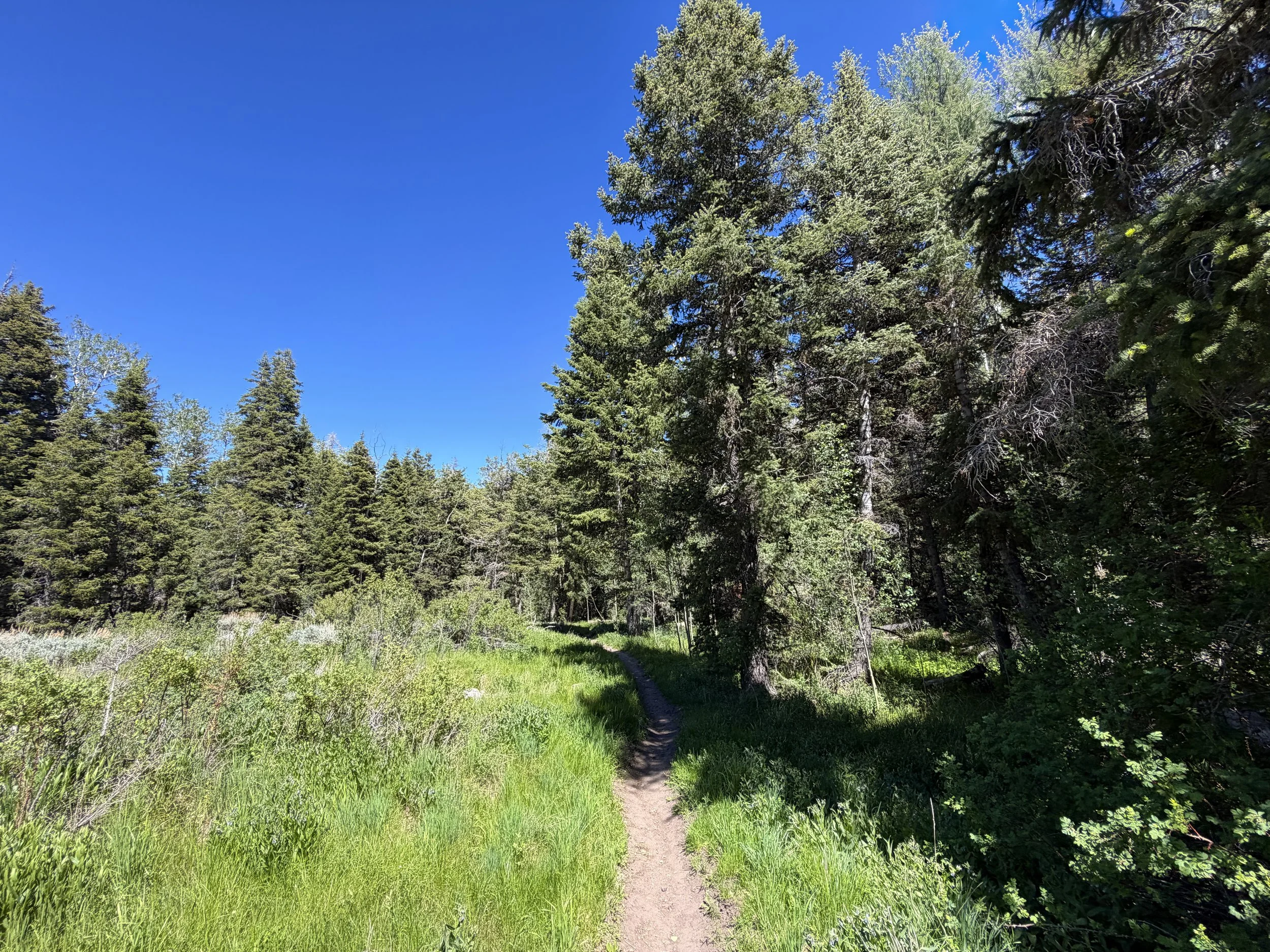 Baker Creek Loop Hike Great Basin National Park Nevada