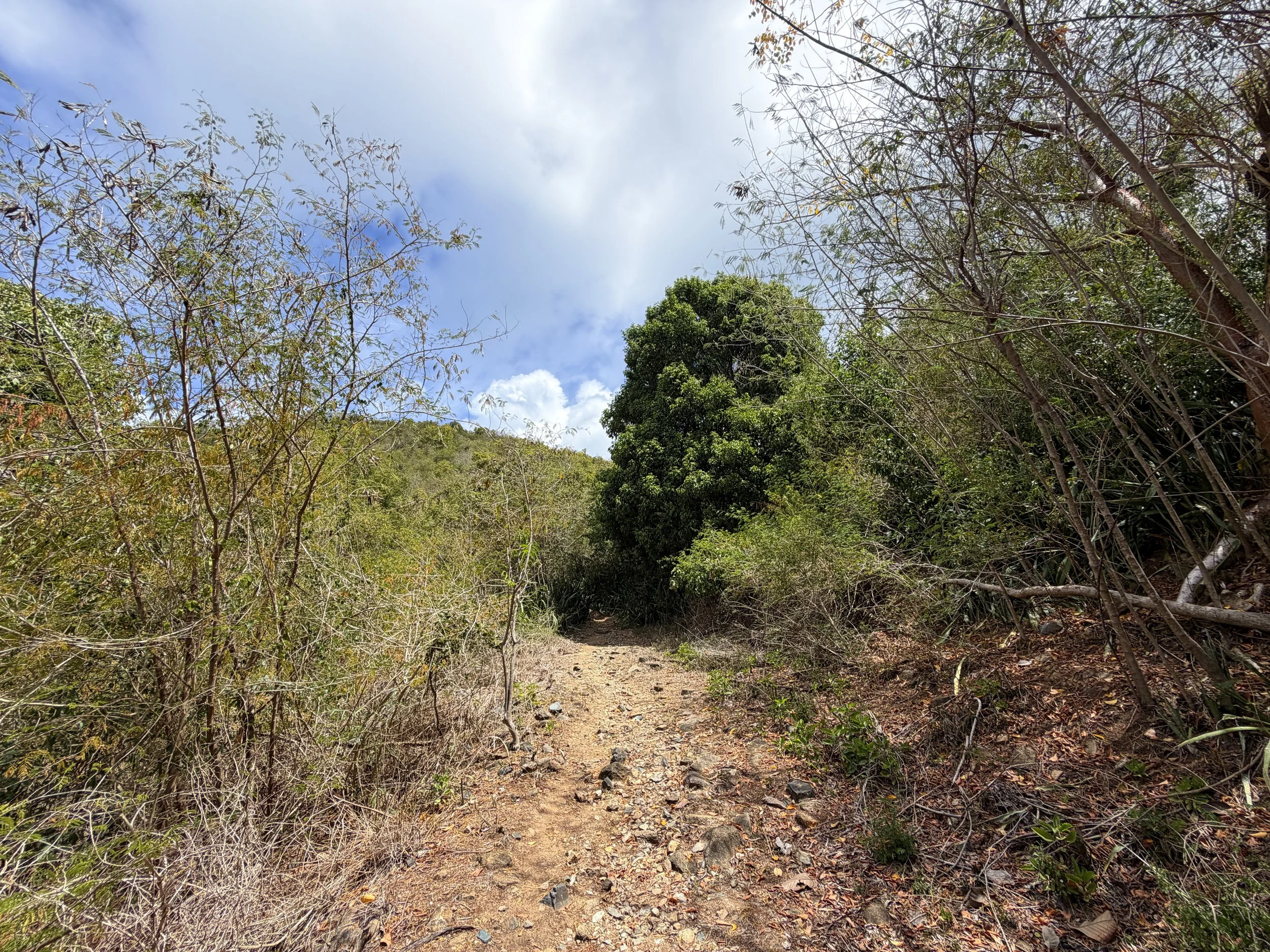Brown Bay Trail Virgin Islands National Park