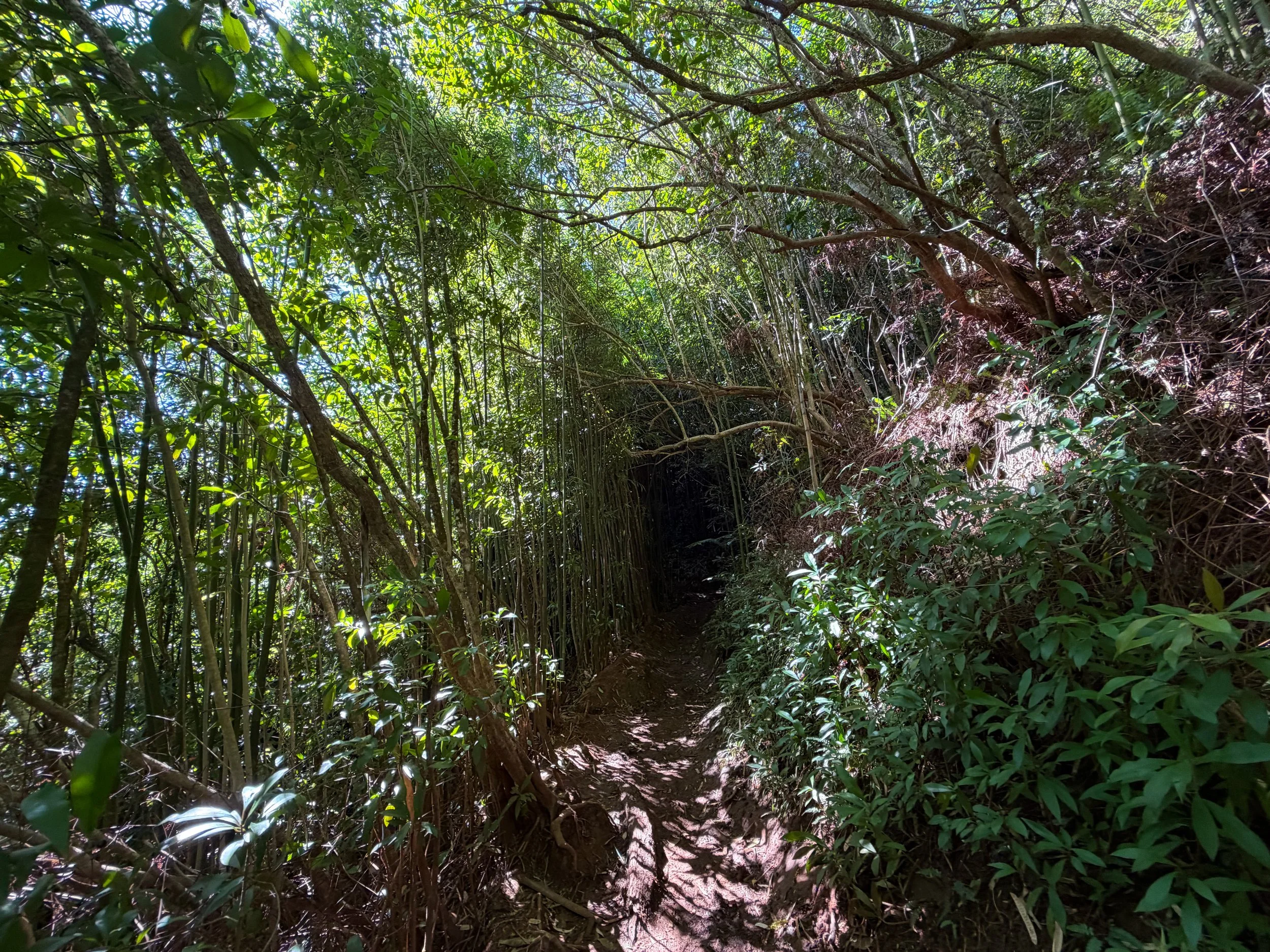 Aihualama Trail Oahu Hawaii