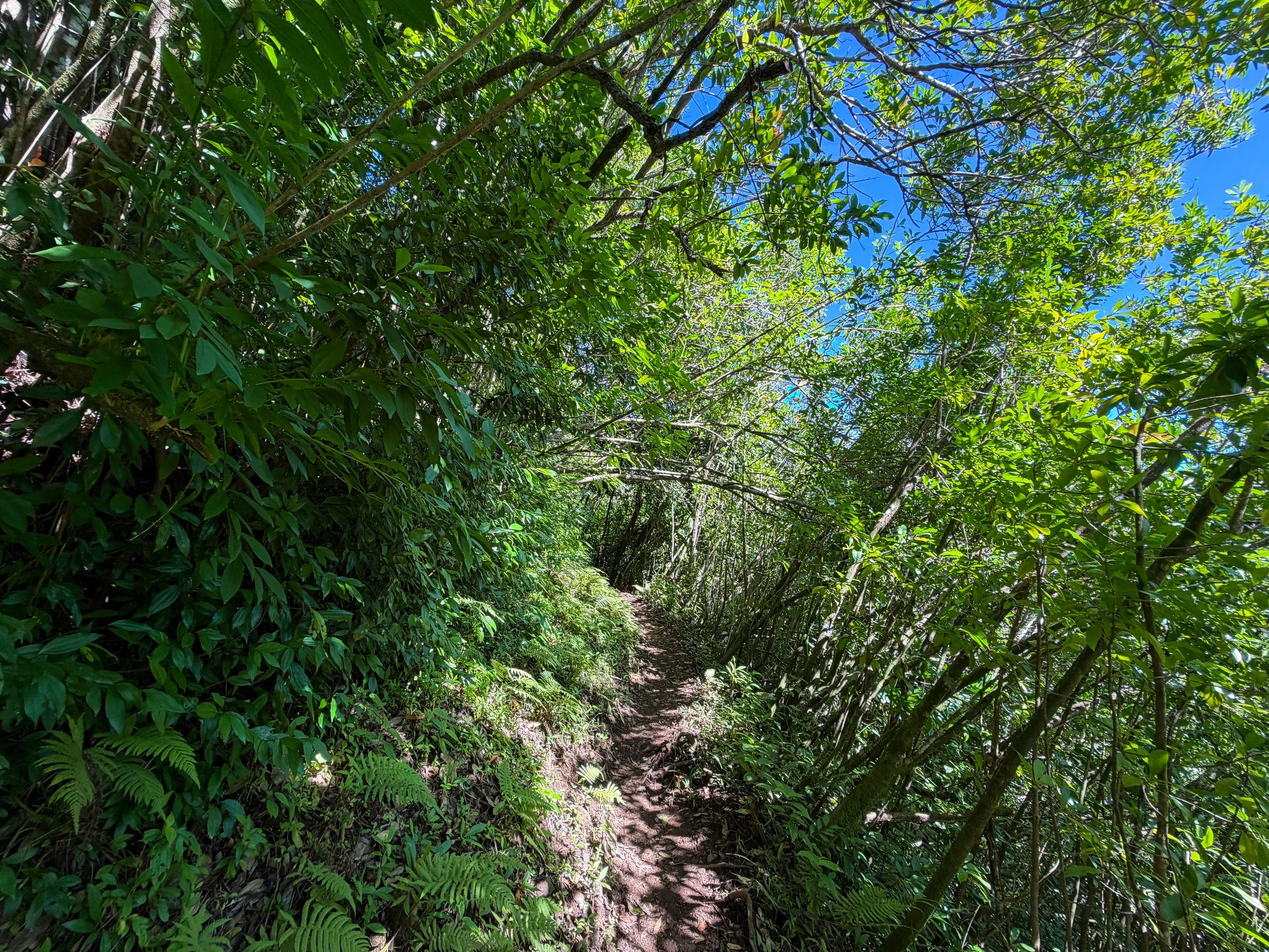 Aihualama Hike Oahu Hawaii