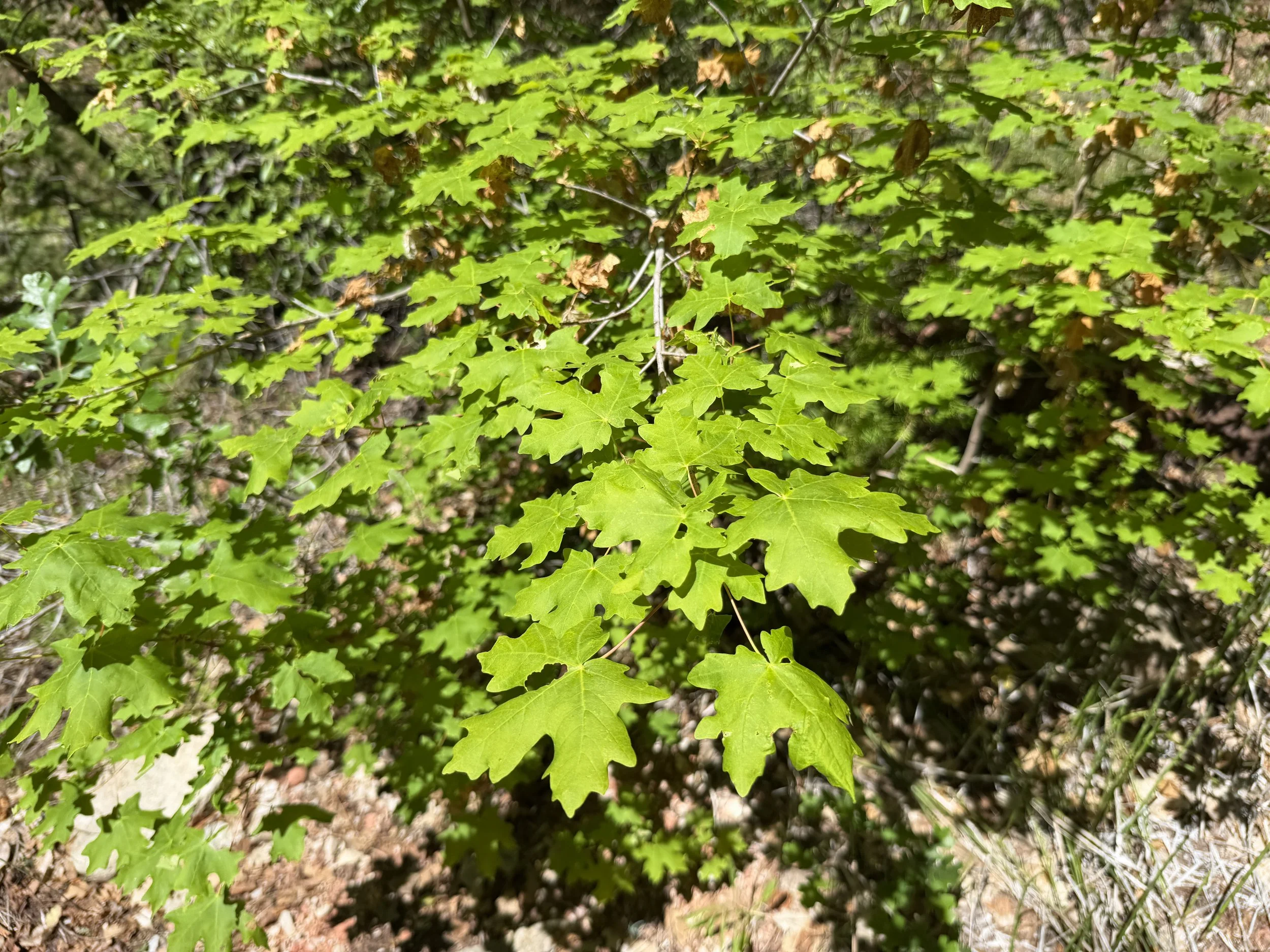 Bigtooth Maple Acer grandidentatum