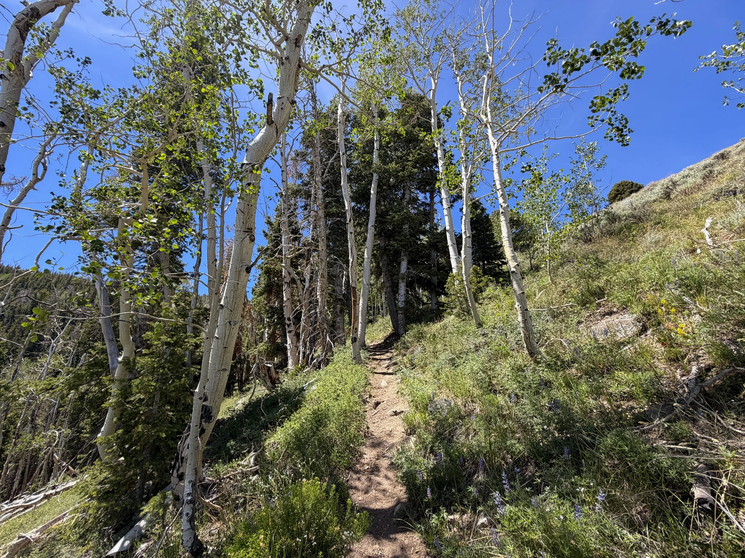 Timber Creek Loop Hike Great Basin National Park Nevada