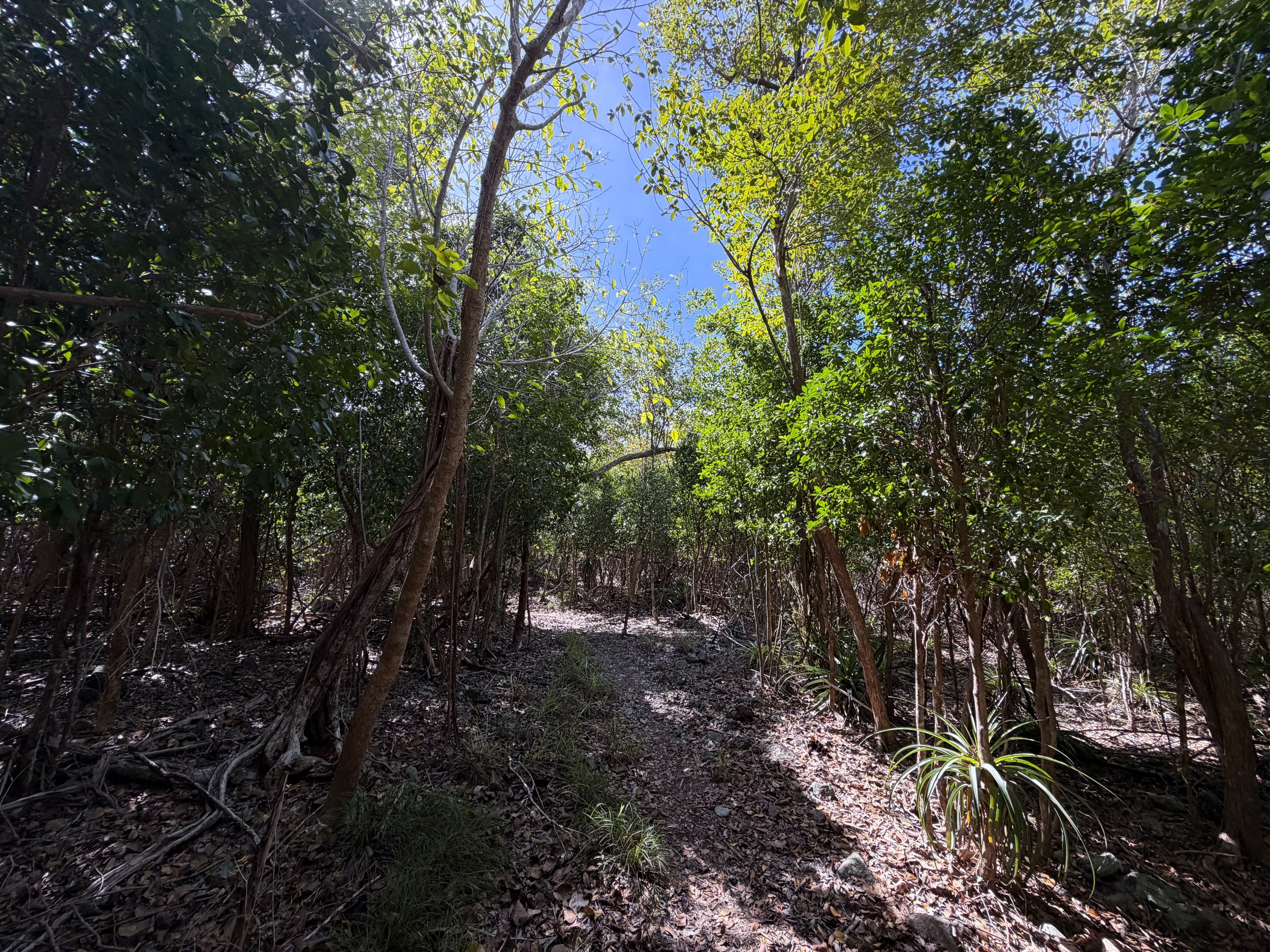 Lameshur Bay Trail to Europa Bay Virgin Islands National Park