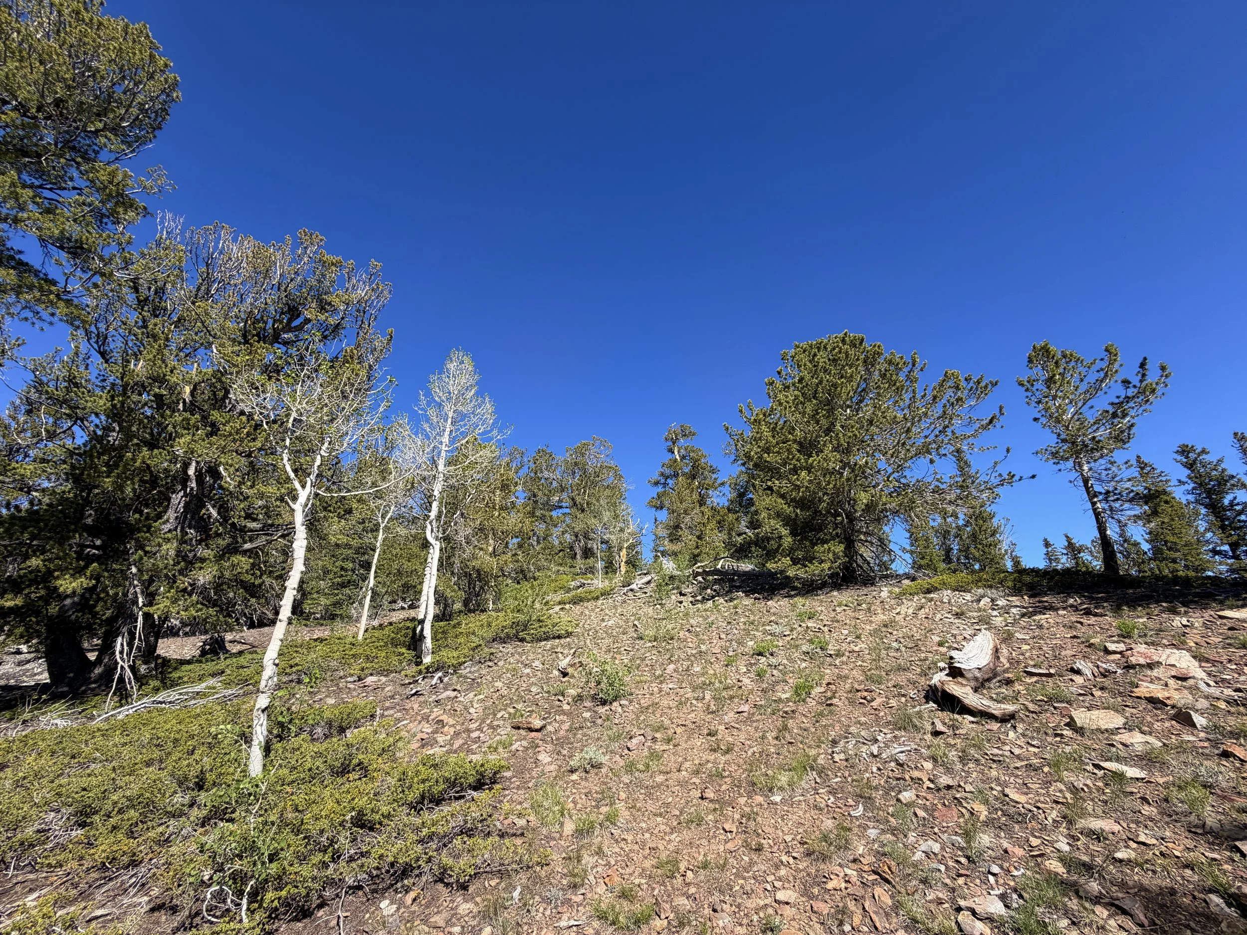 Snake Divide Trail to Mt. Washington Great Basin National Park Nevada