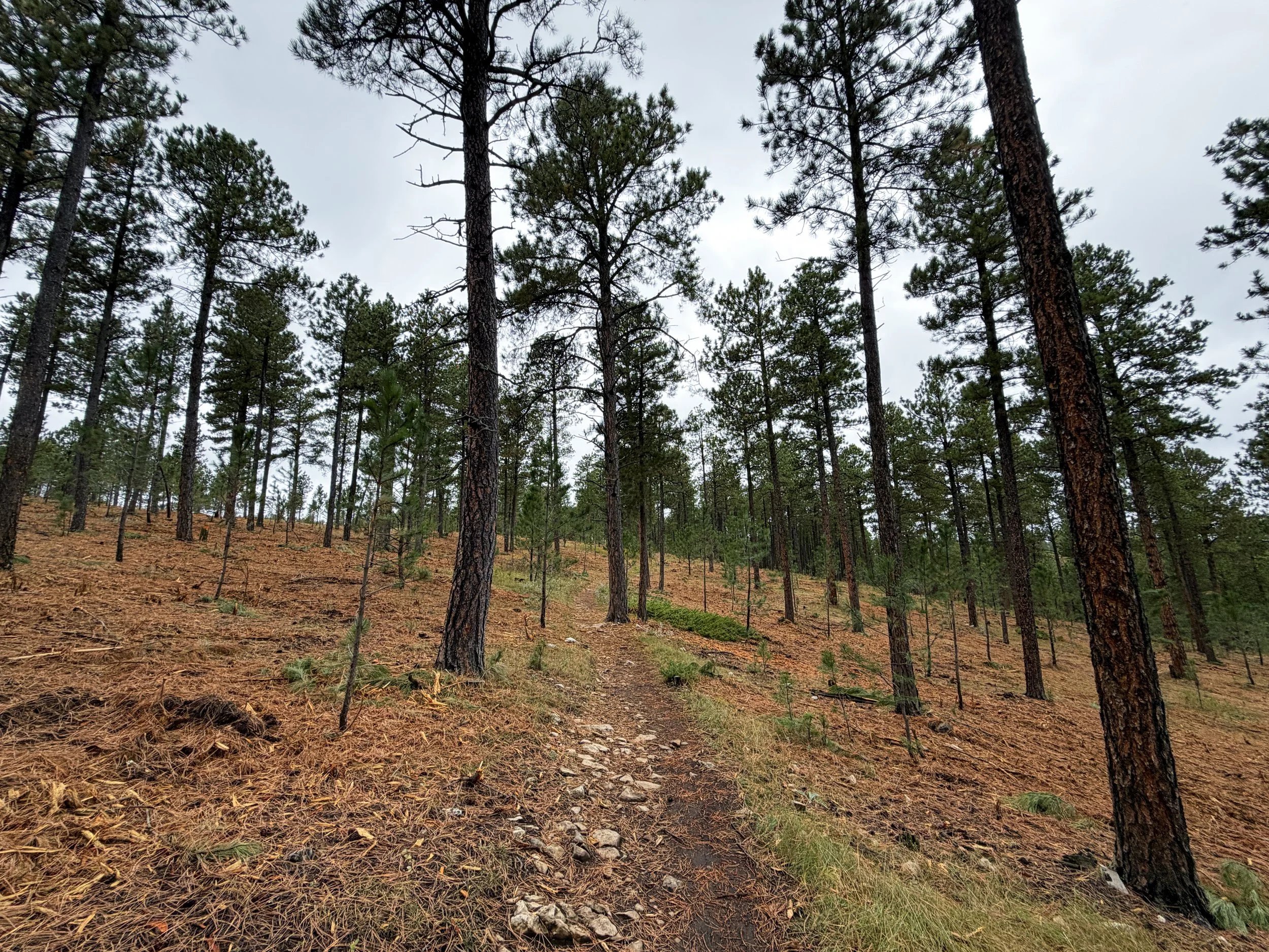 Buzzards Roost Trail Black Hills Rapid City South Dakota