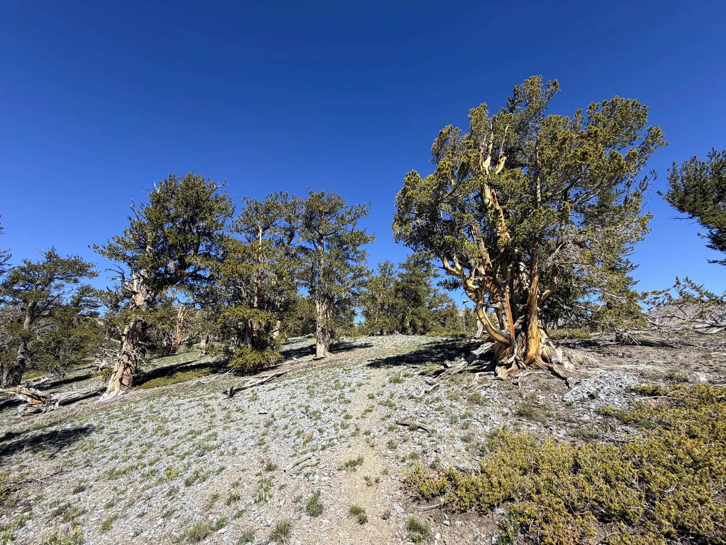 Snake Divide Trail to Mt. Washington Great Basin National Park Nevada