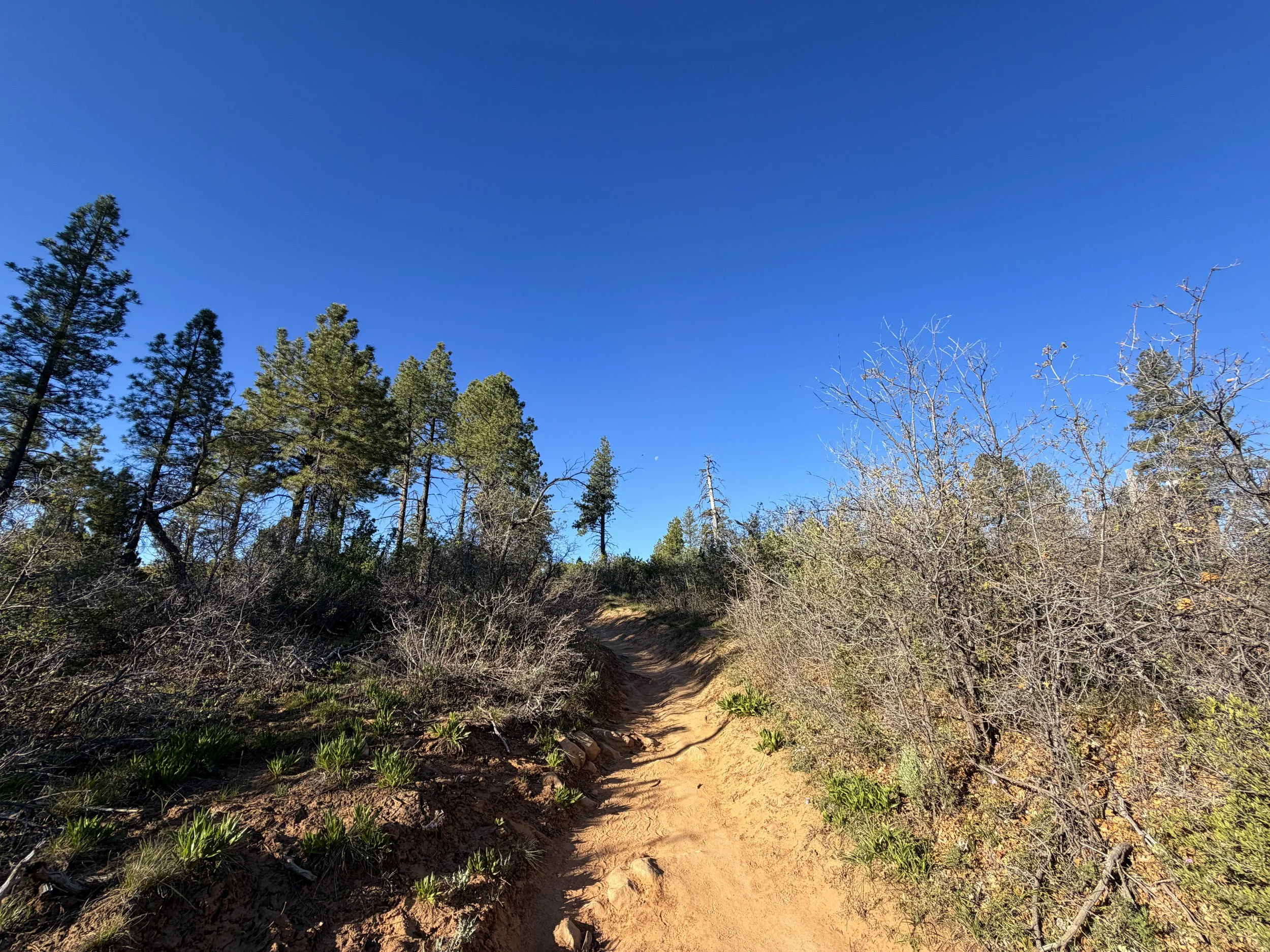 Observation Point Trail via East Mesa Zion National Park Utah