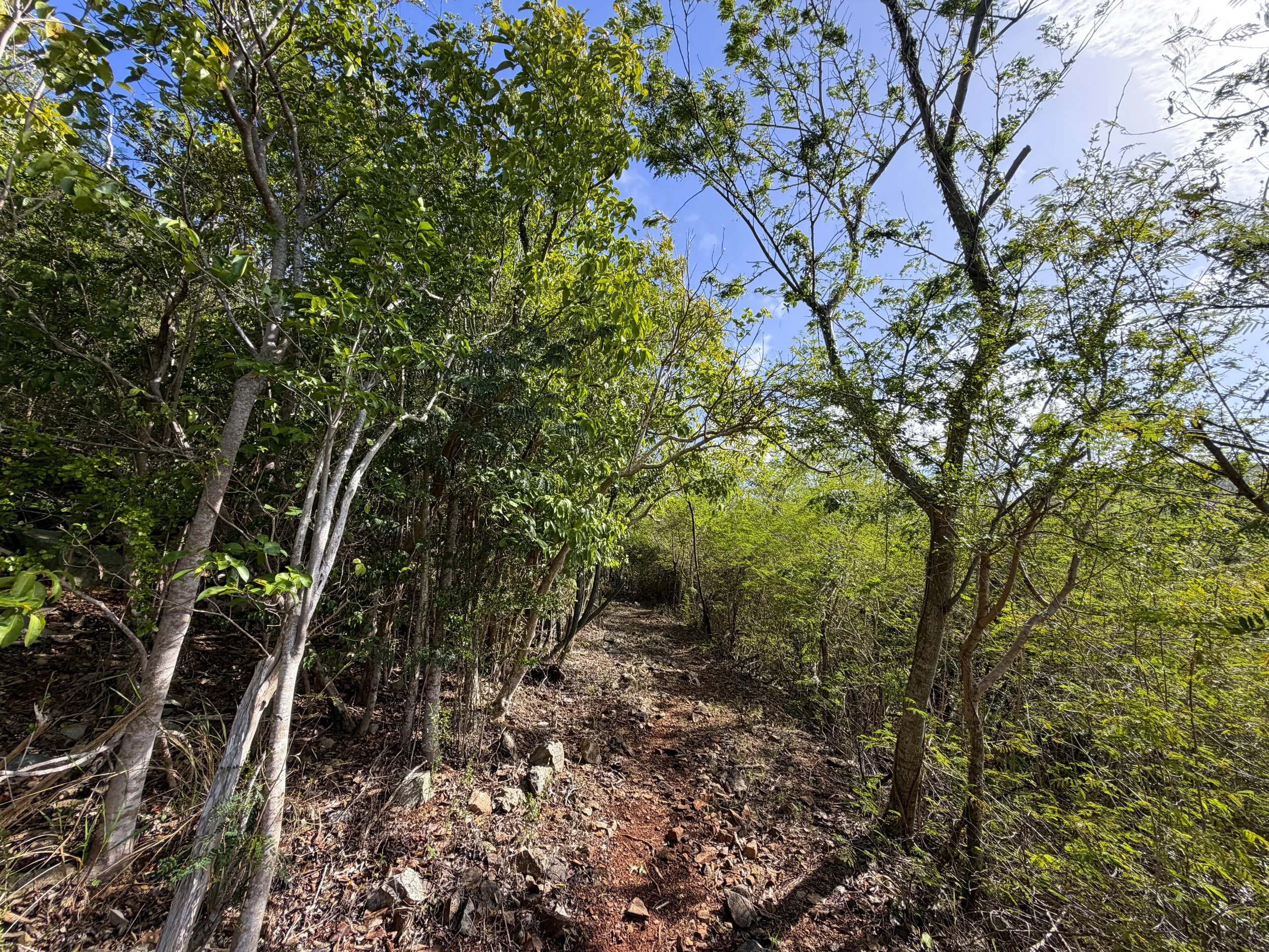 Bordeaux Mountain Trail Virgin Islands National Park