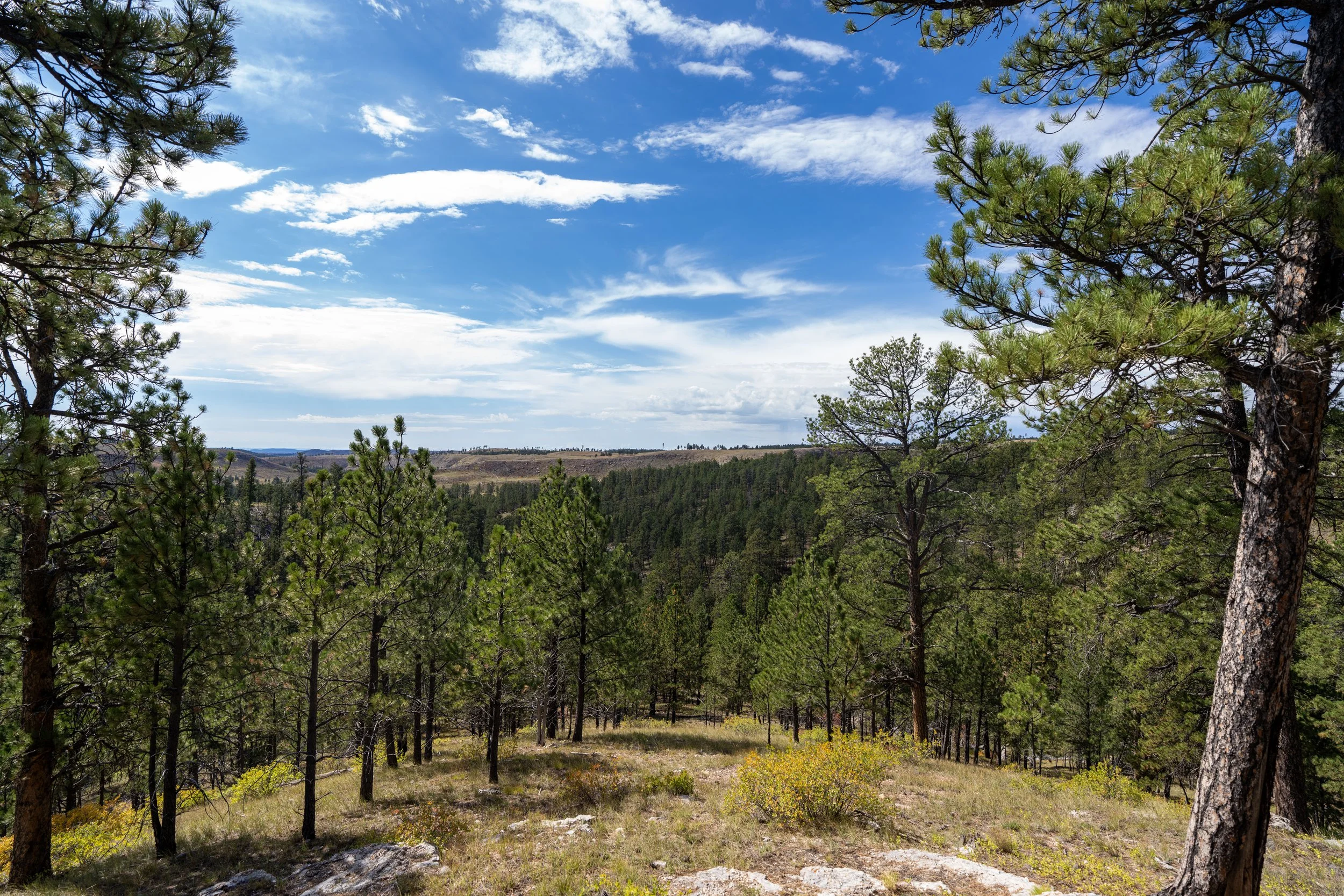 Roof Trail Jewel Cave National Monument Black Hills South Dakota
