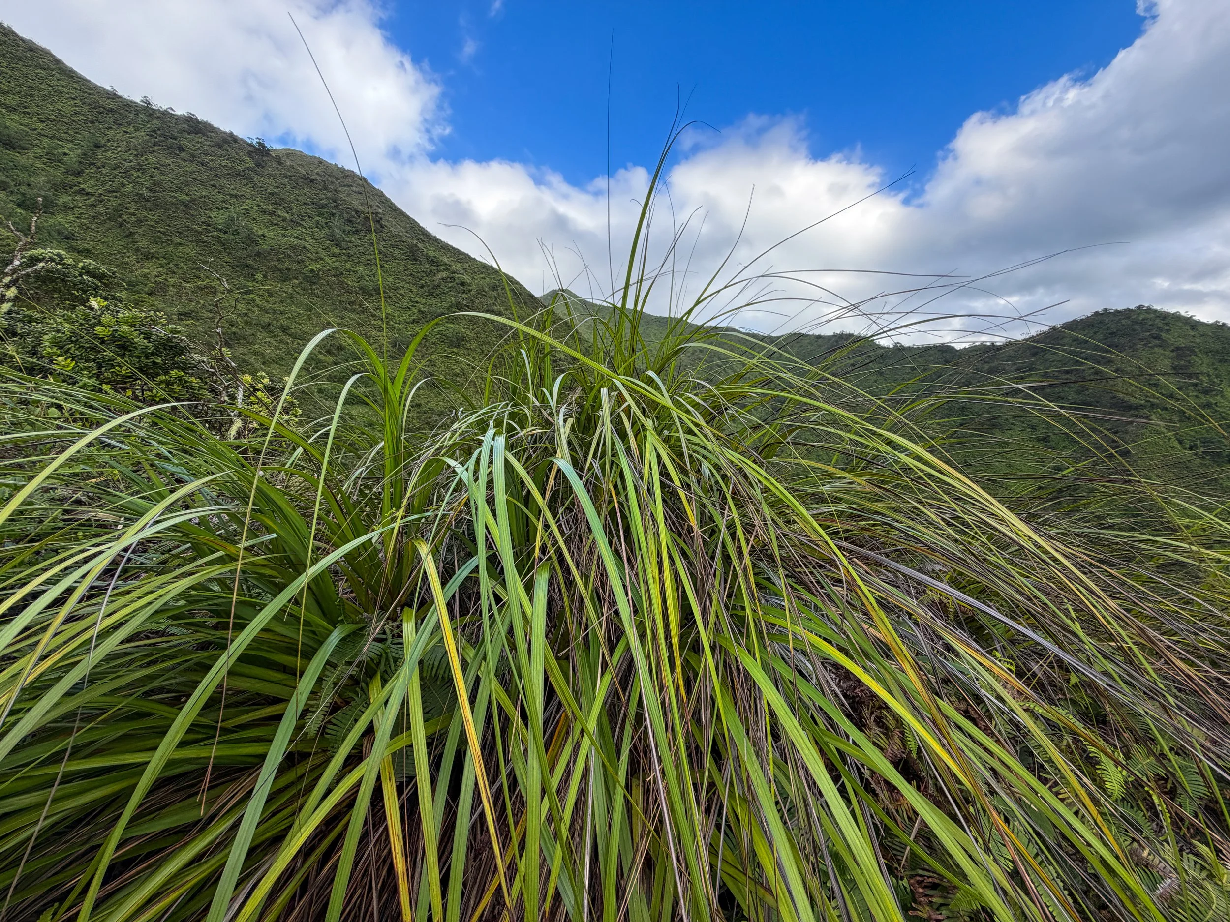 Uki Grass Gahnia beecheyi