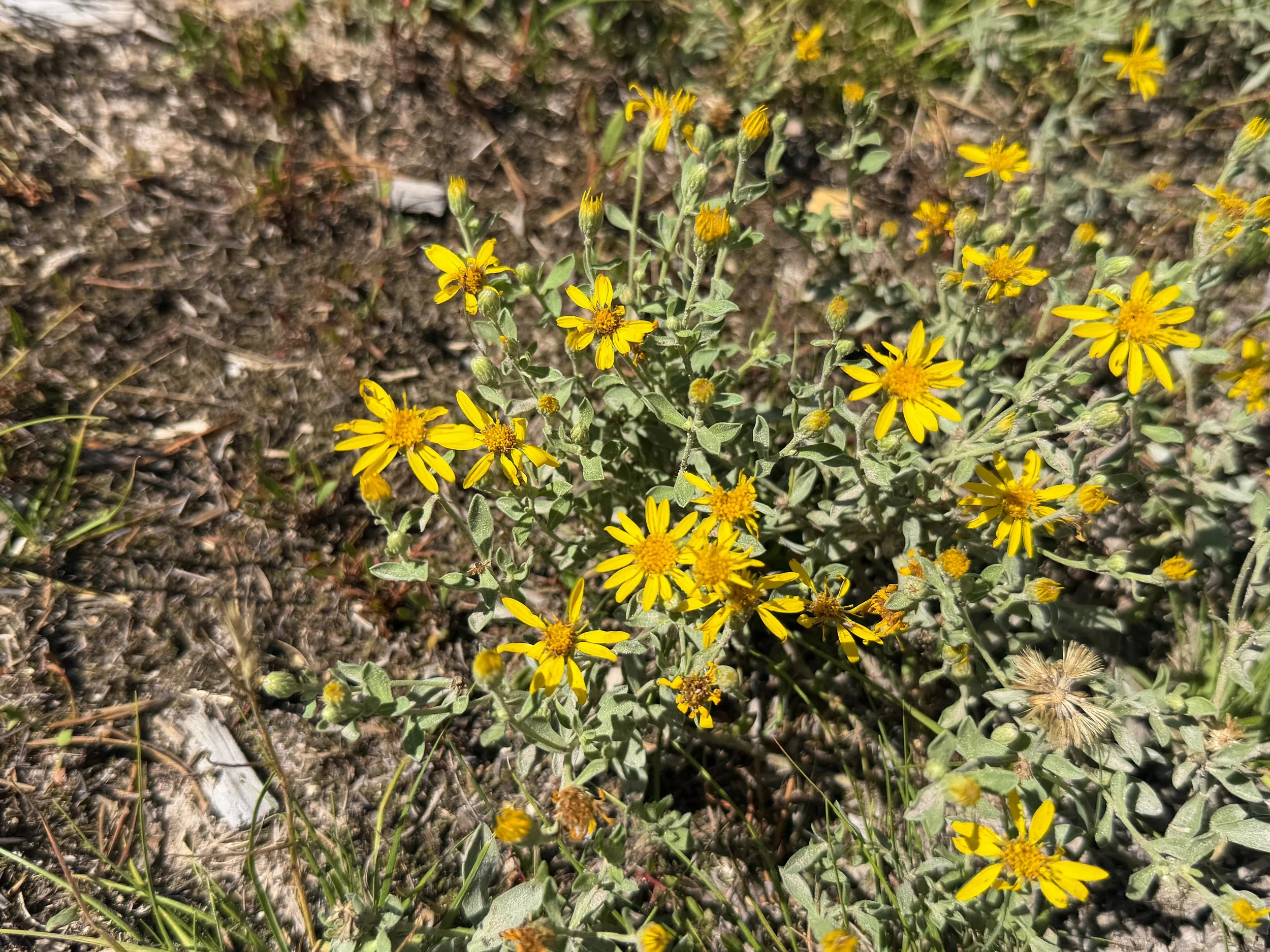 Hairy Goldenaster Heterotheca villosa