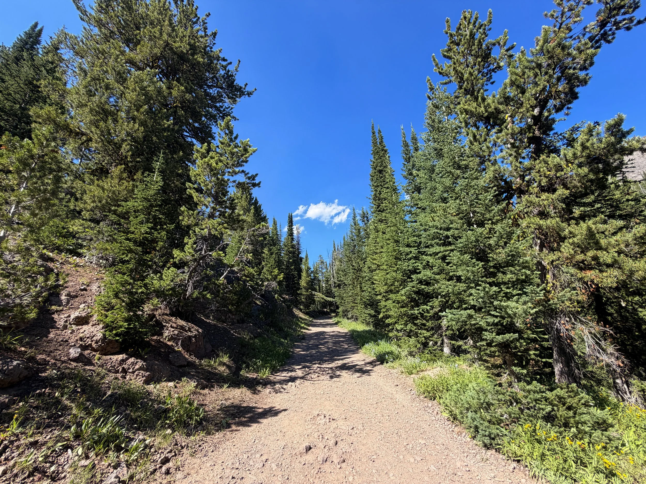 Mount Washburn Hike via Dunraven Pass Yellowstone National Park Wyoming