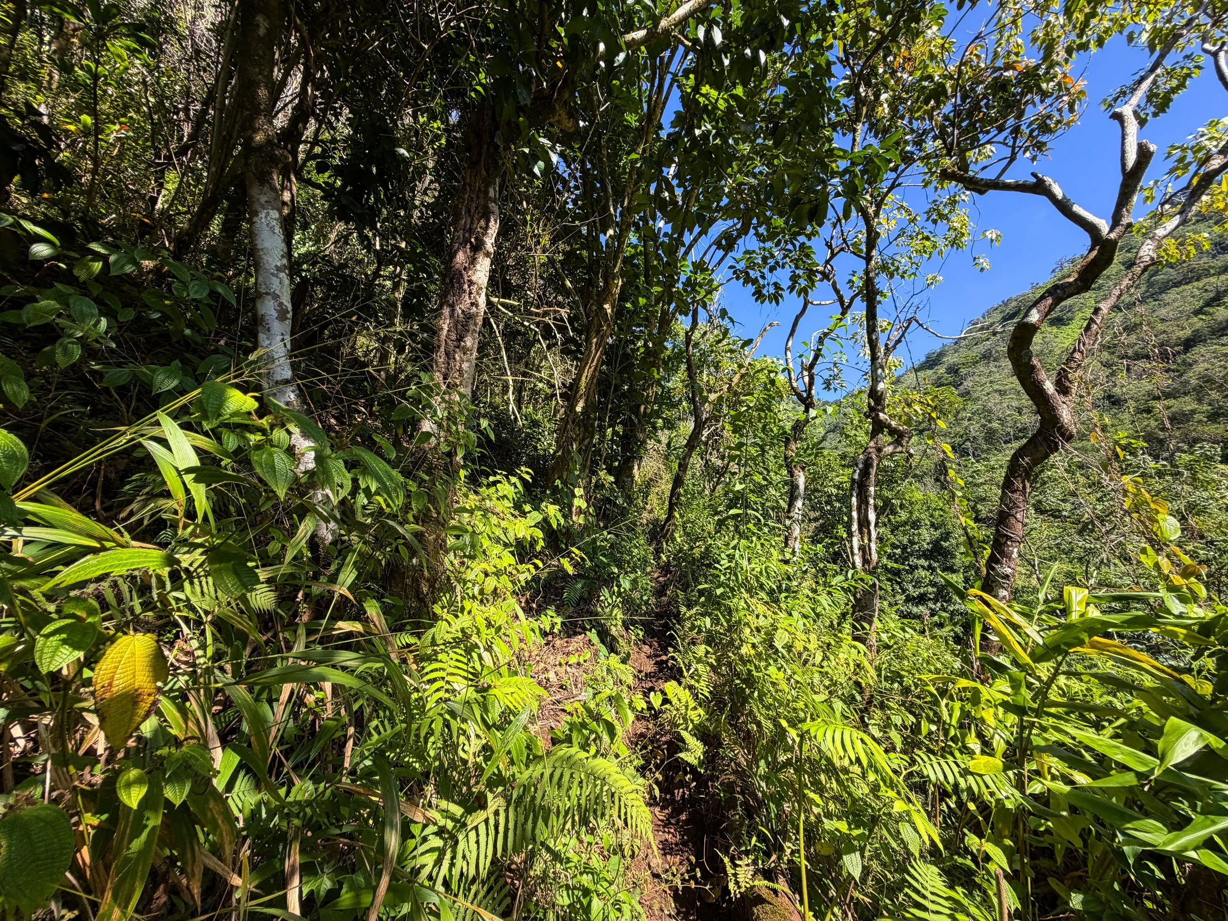 Kaau Crater Trail Oahu Hawaii