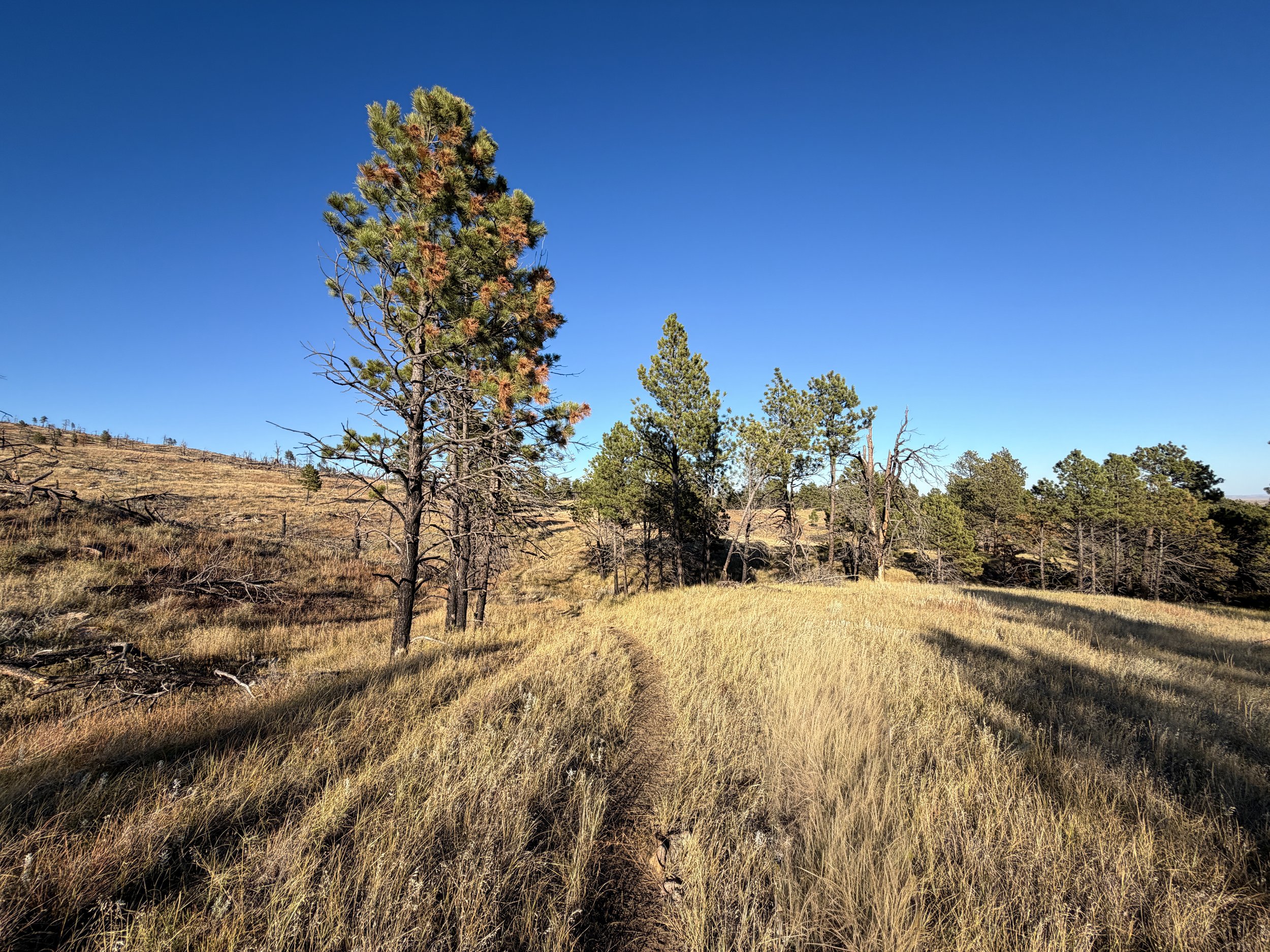 Boland Ridge Trail Wind Cave National Park South Dakota
