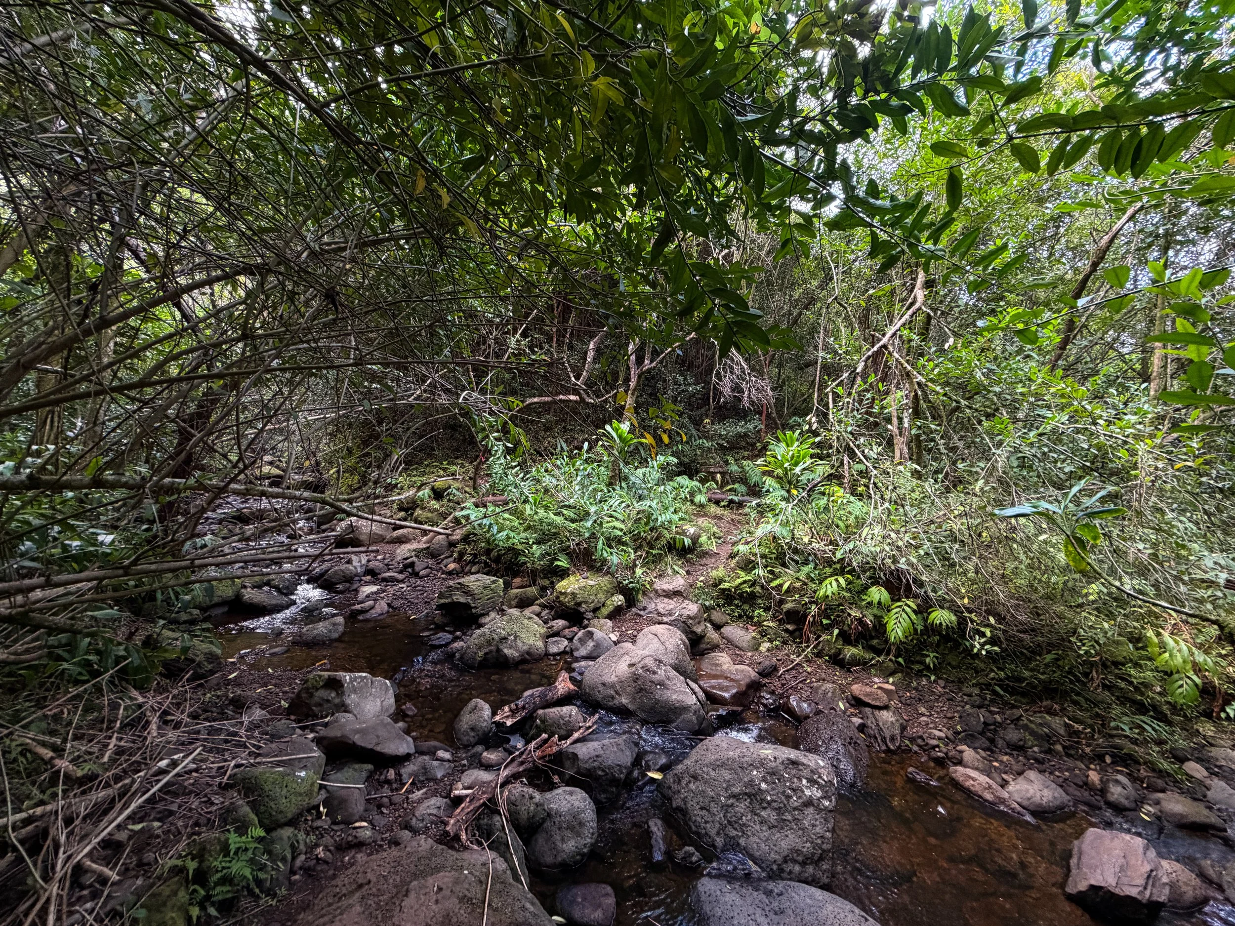 Kaau Crater Trail Split Oahu Hawaii