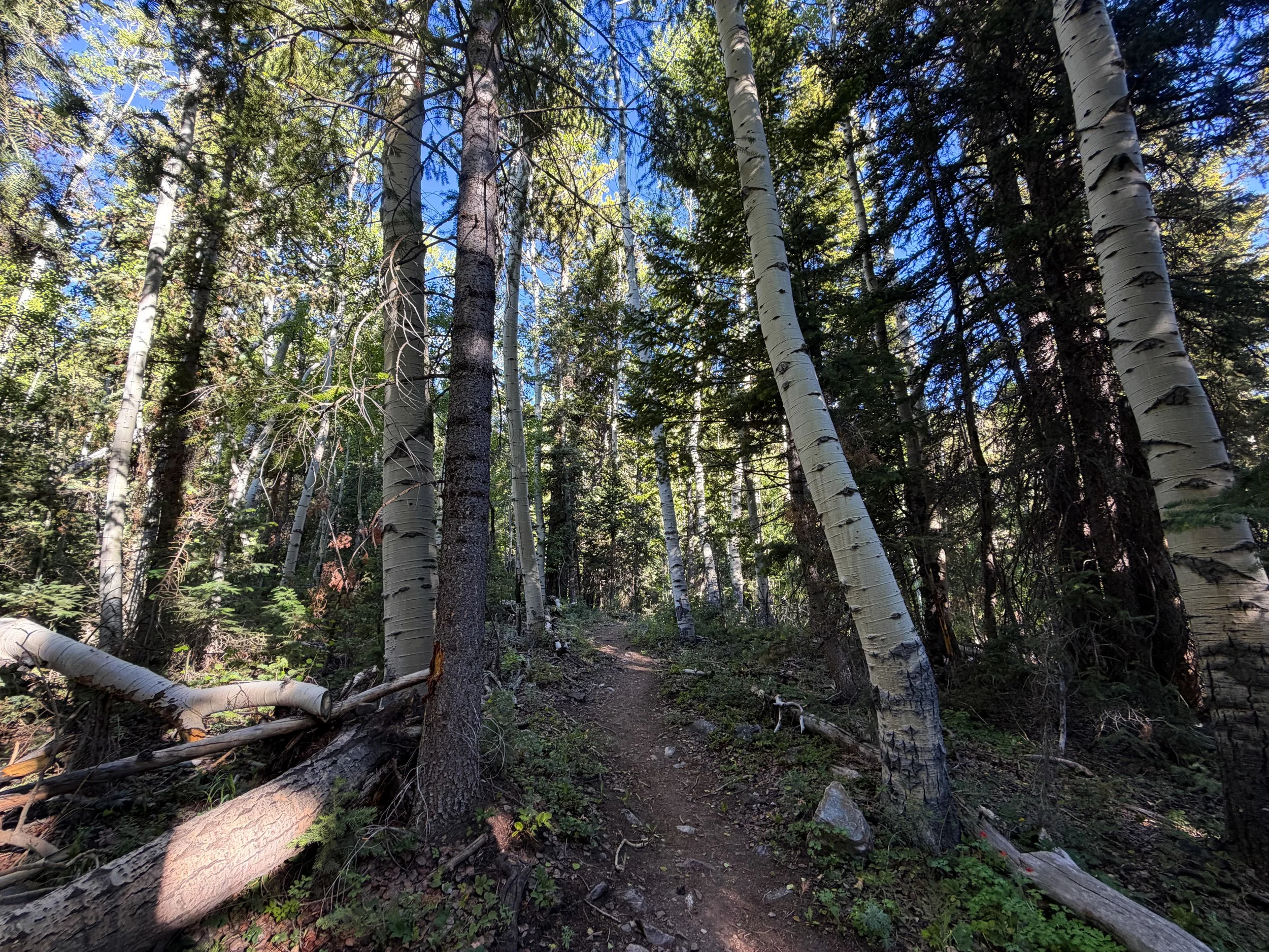 Upper Strawberry Creek Trail Great Basin National Park Nevada