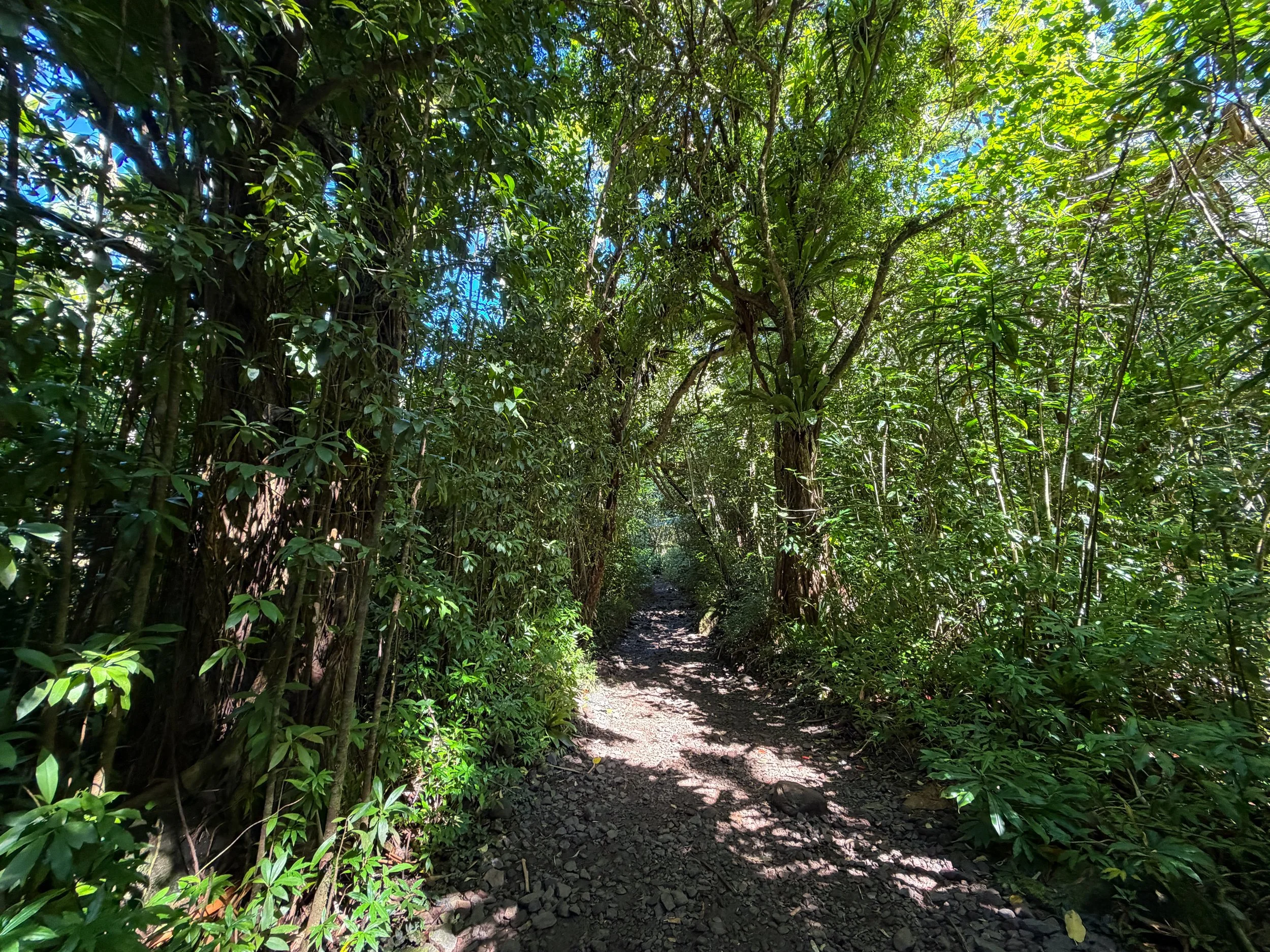 Manoa Falls Hike Oahu Hawaii