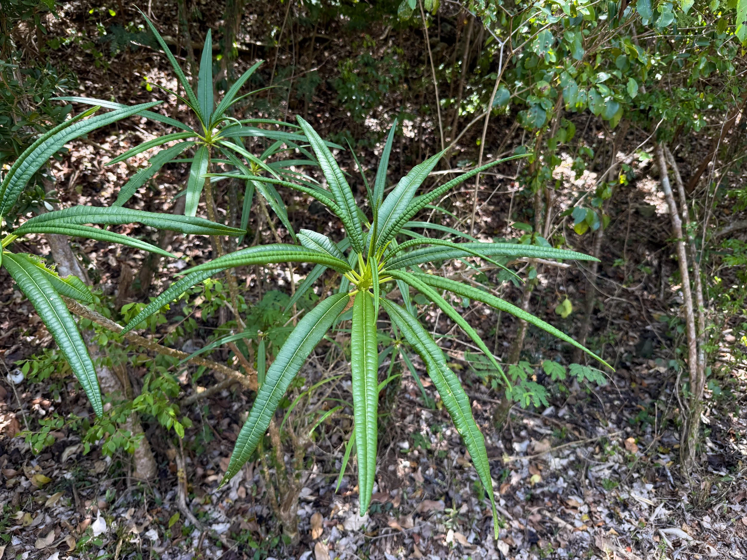 Plumeria alba Virgin Islands National Park