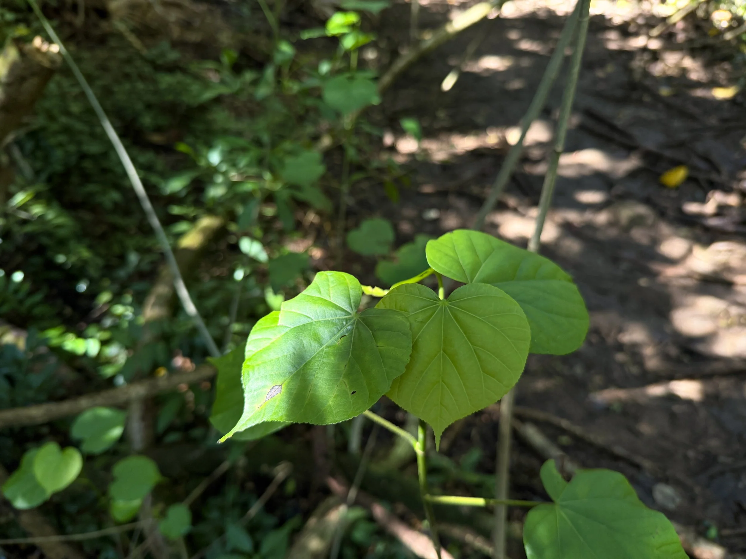Hau Hibiscus tiliaceus
