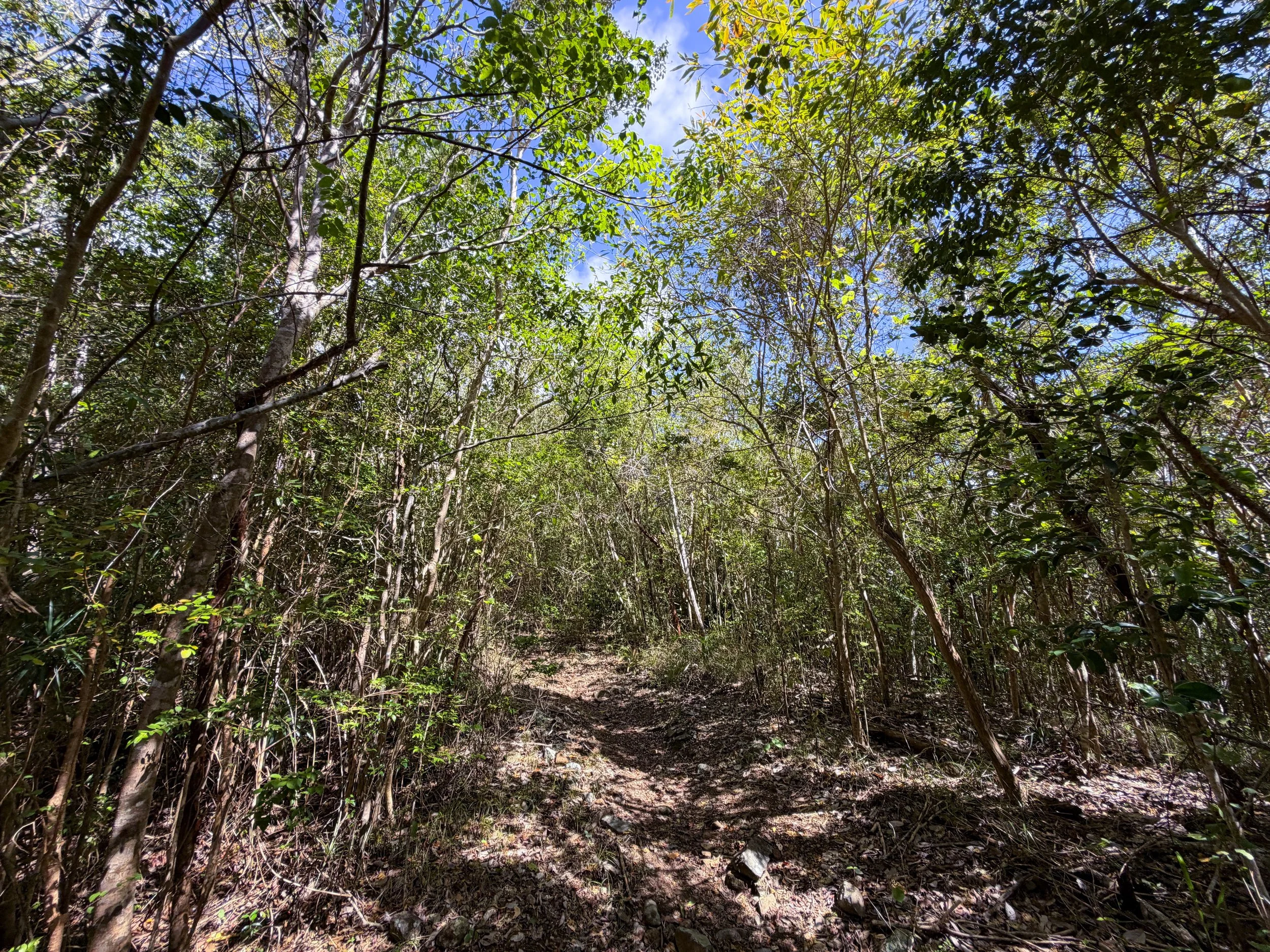 Bordeaux Mountain Trail Virgin Islands National Park