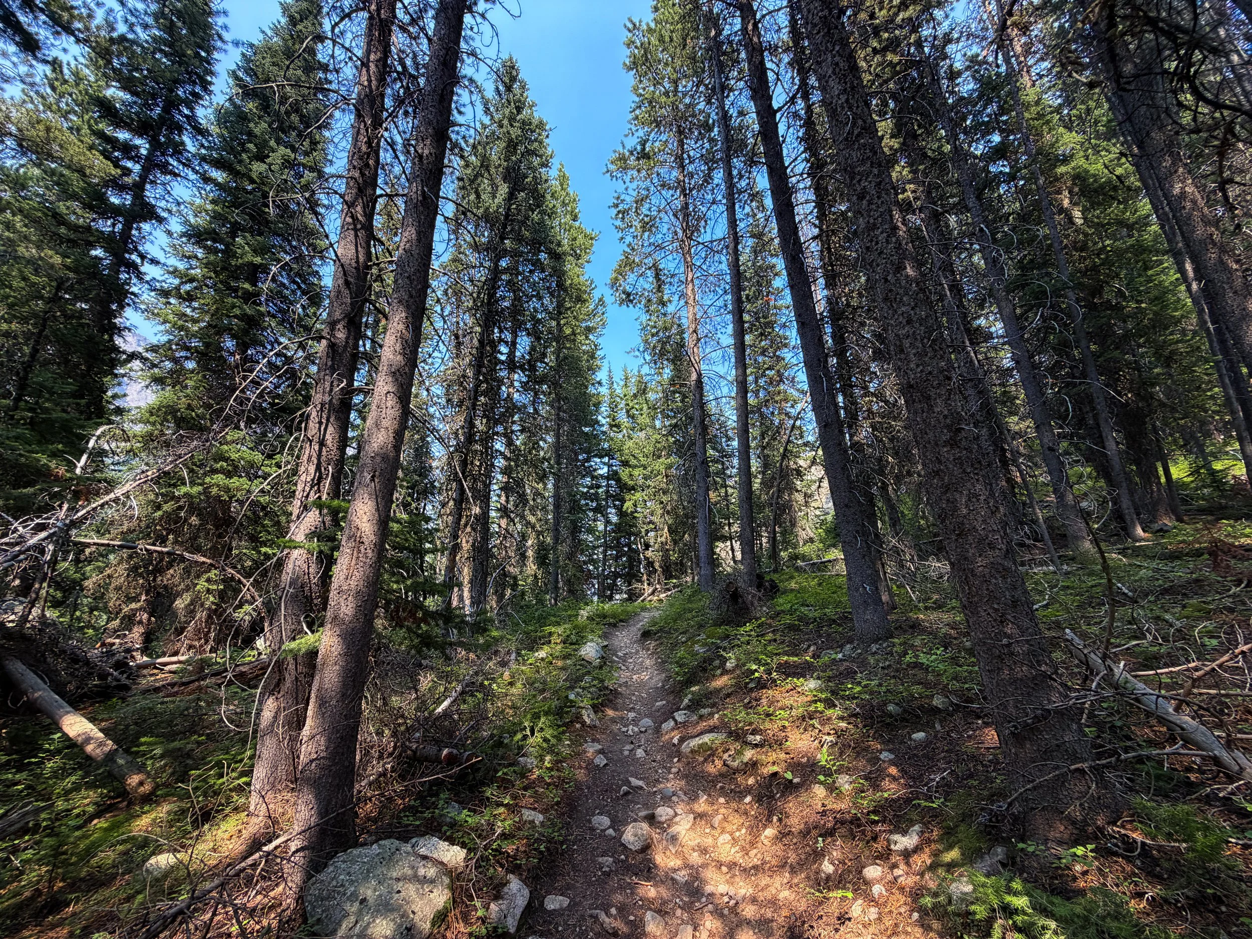 Beaten Path Trail Beartooth Mountains Montana