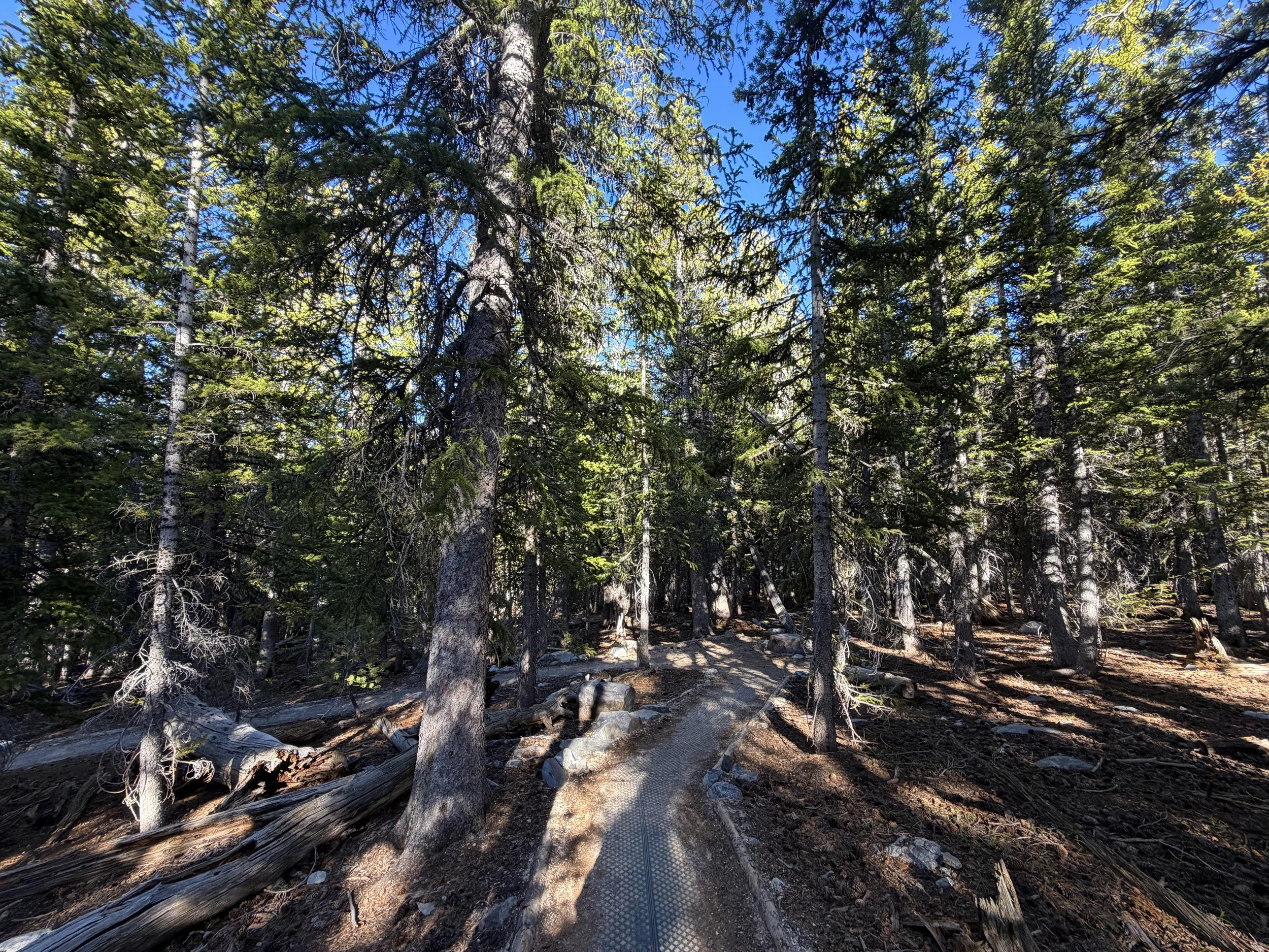Island Forest Loop Trail Great Basin National Park Nevada