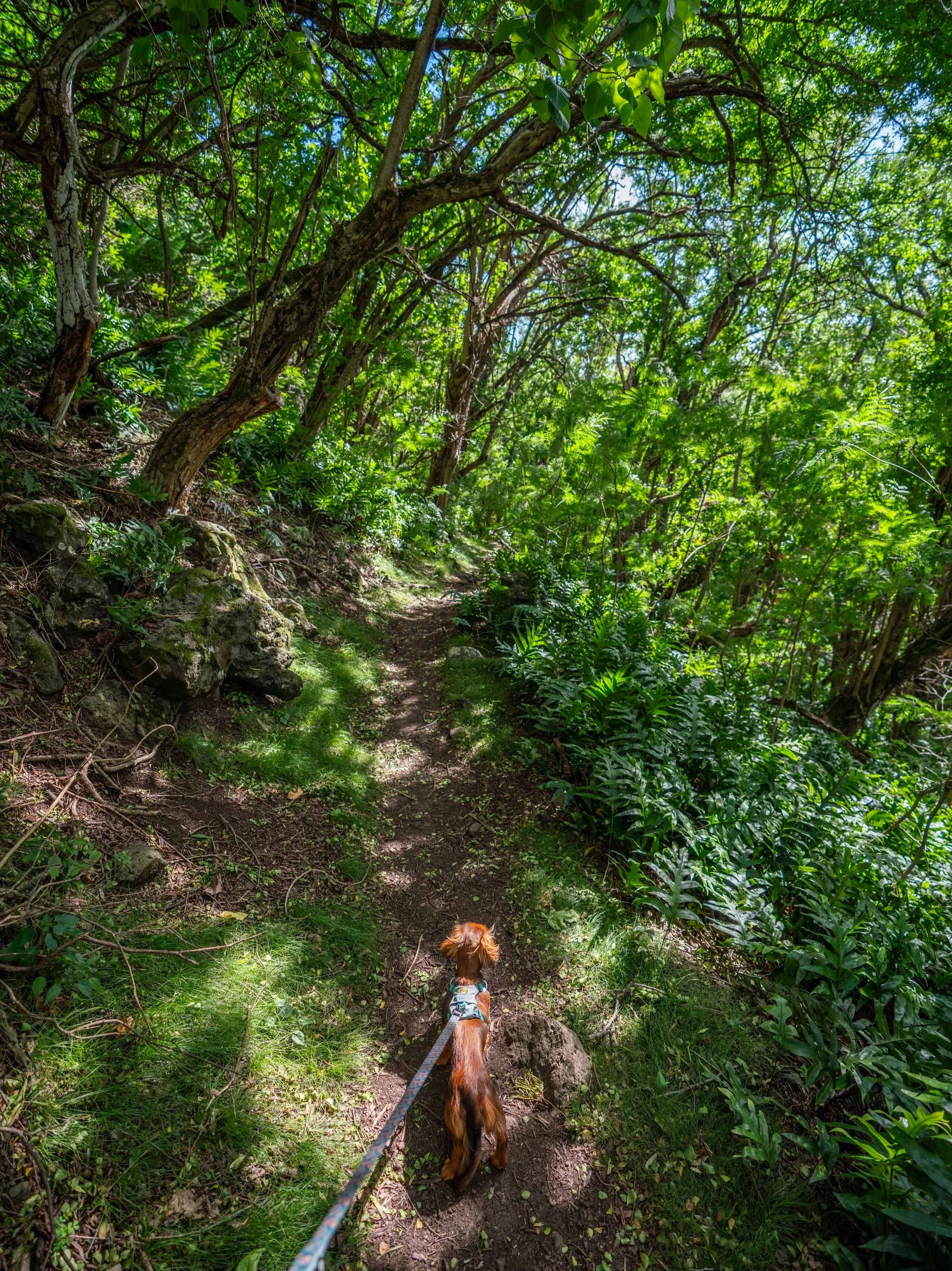 Kuliouou Valley Trail Oahu Hawaii