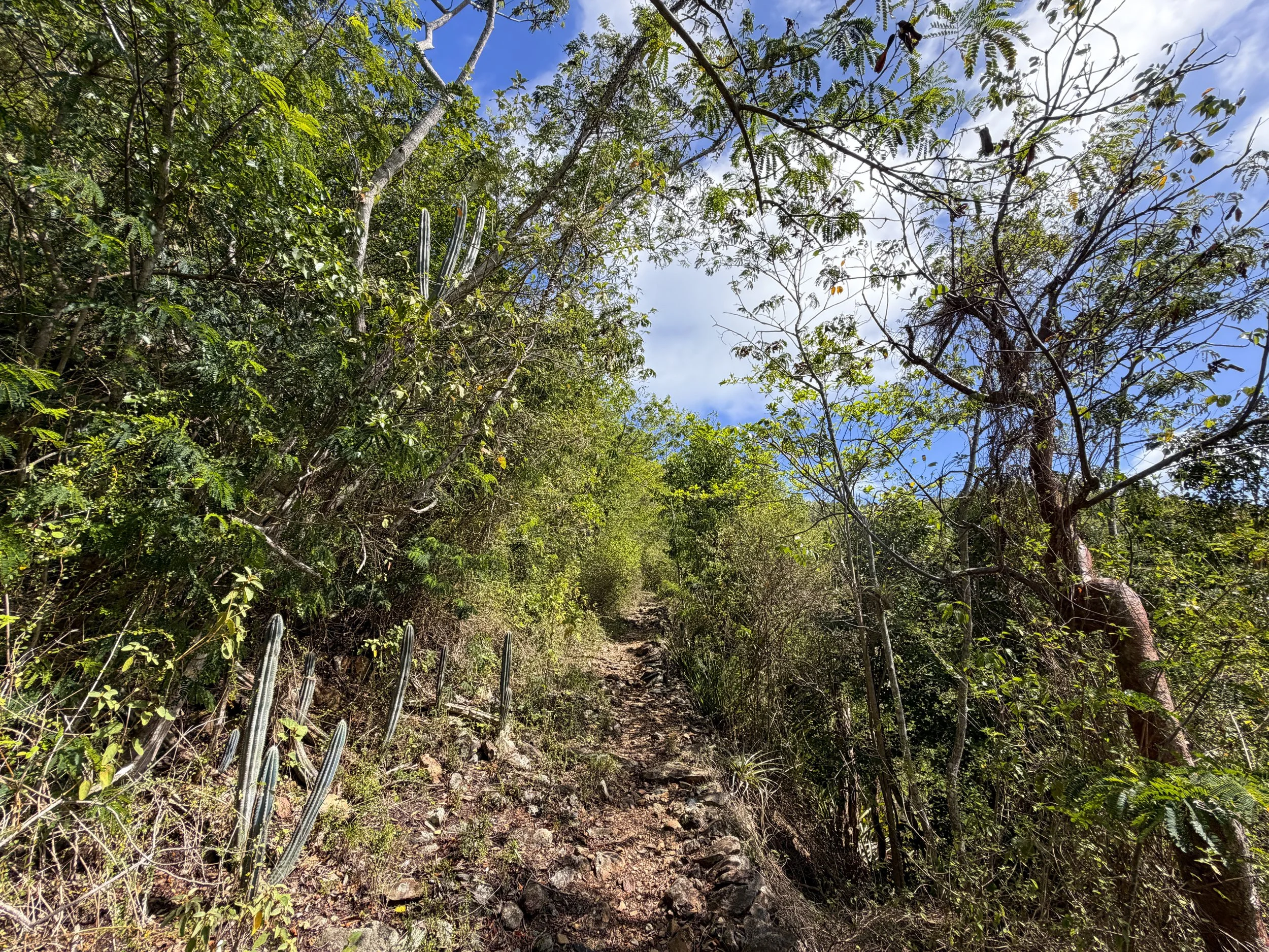 Bordeaux Mountain Trail Virgin Islands National Park