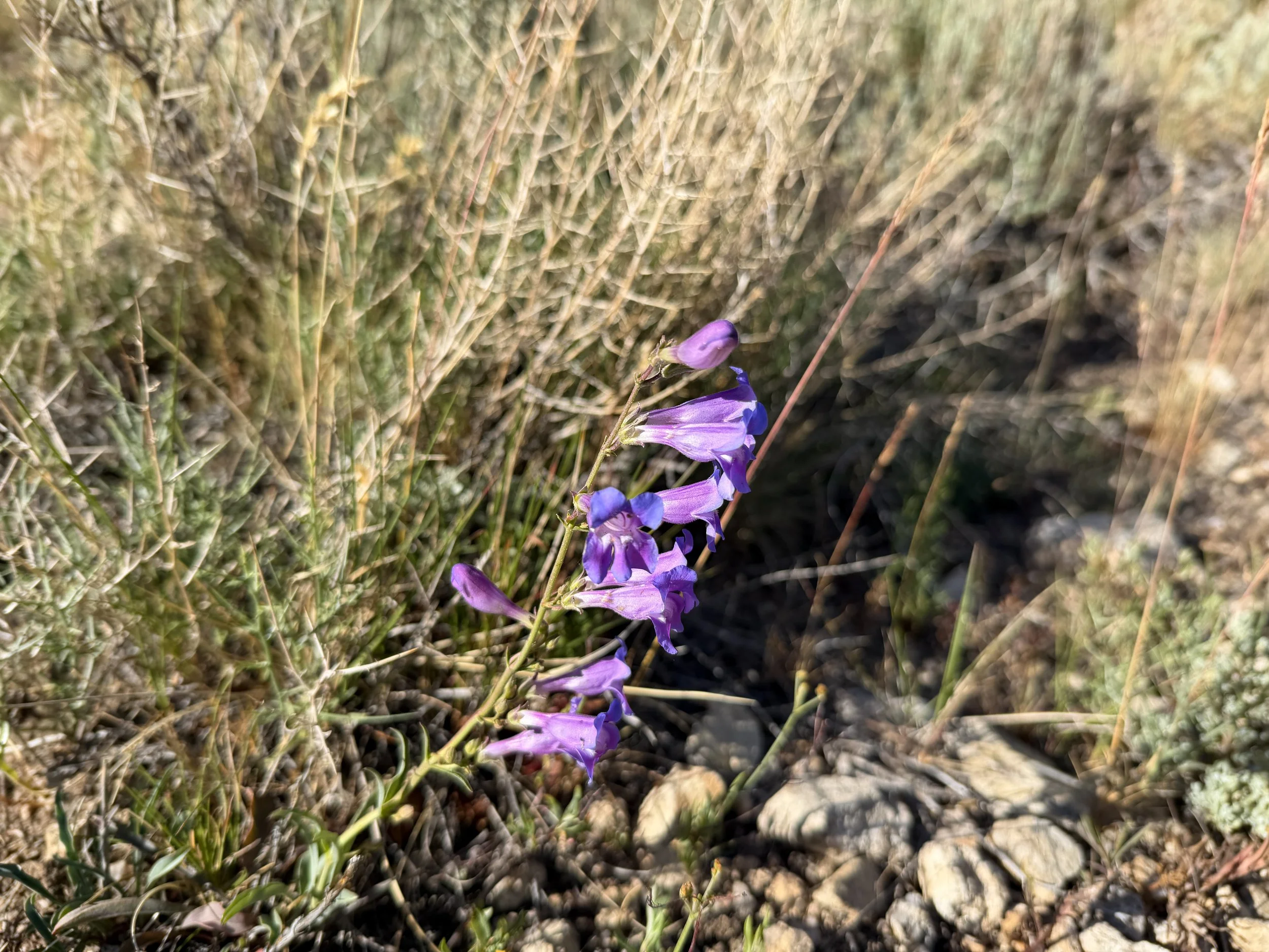 Smoothleaf Penstemon Penstemon leiophyllus