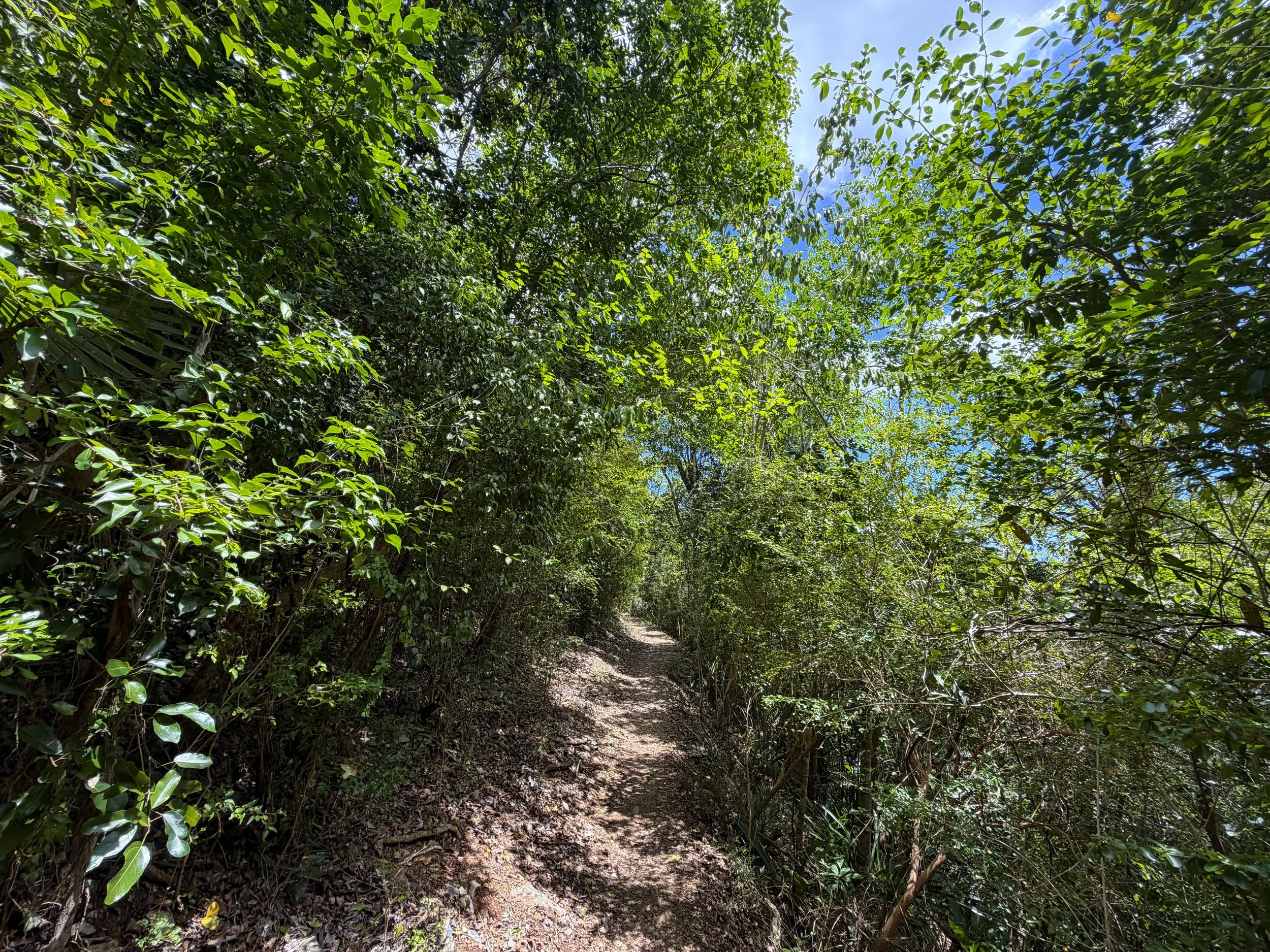 Reef Bay Hike to Petroglyphs Trail Virgin Islands National Park