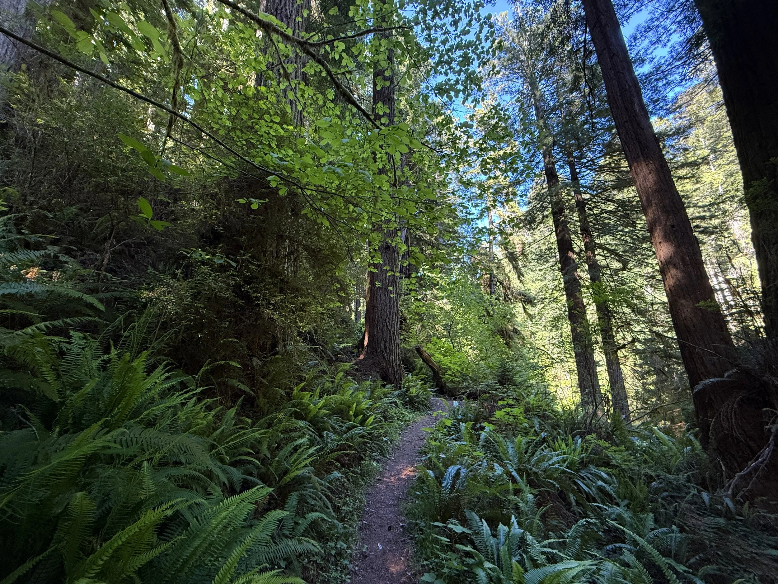 Moorman Pond Trail Prairie Creek Redwoods State Park California