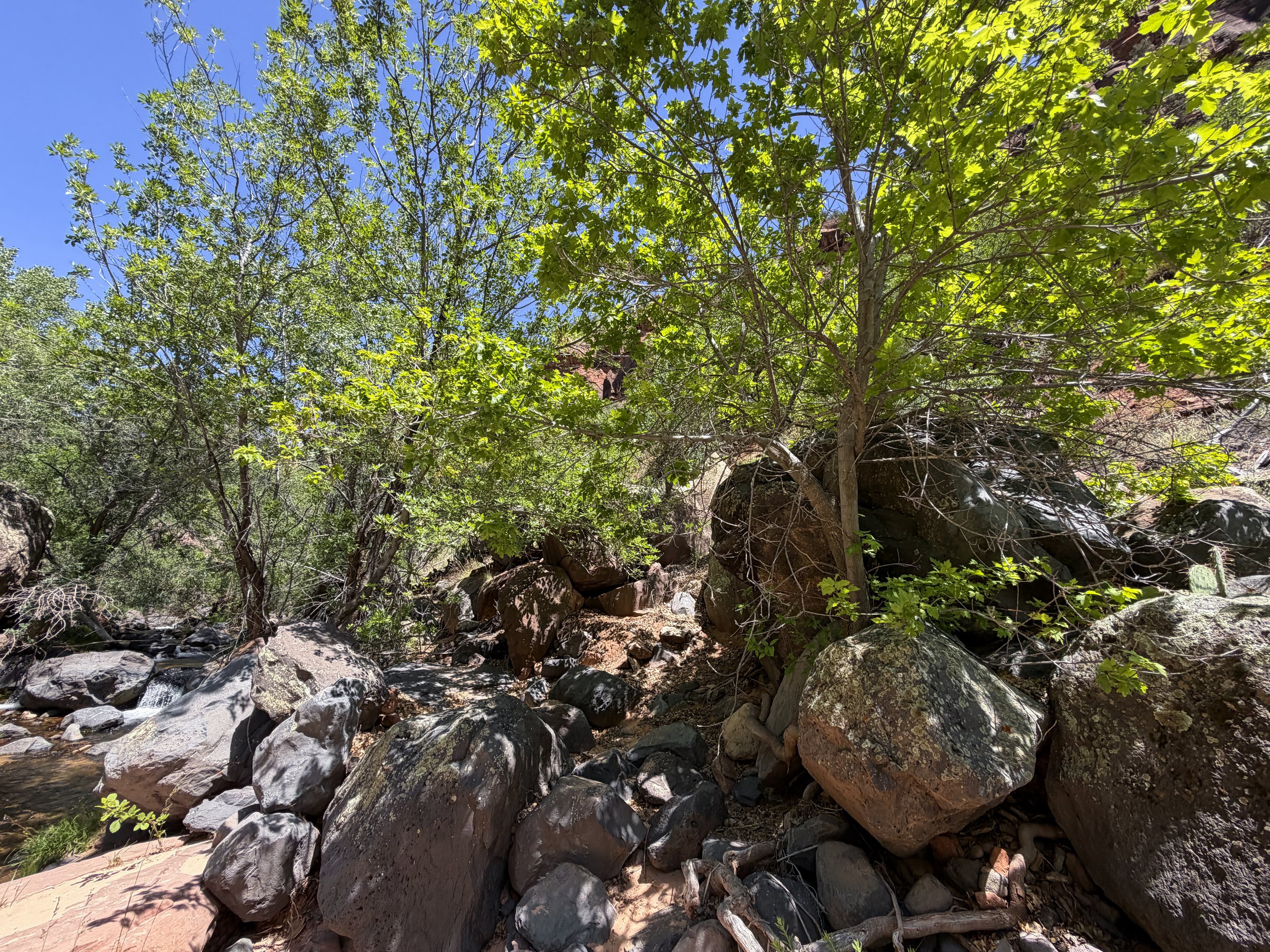 Grapevine Trail to Left Fork Falls Zion National Park Utah