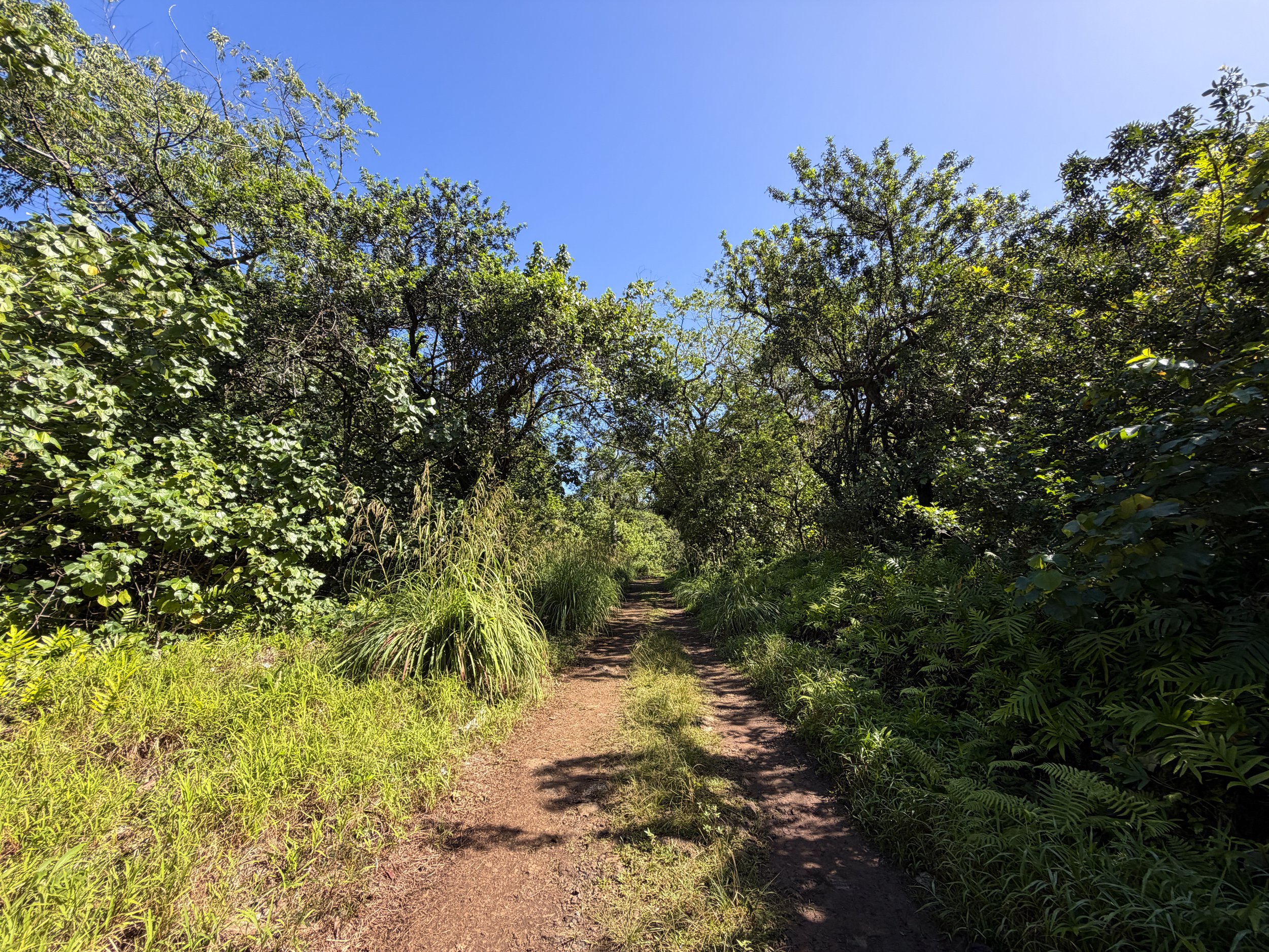Tripler Ridge Trail via Moanalua Valley Trail Oahu Hawaii
