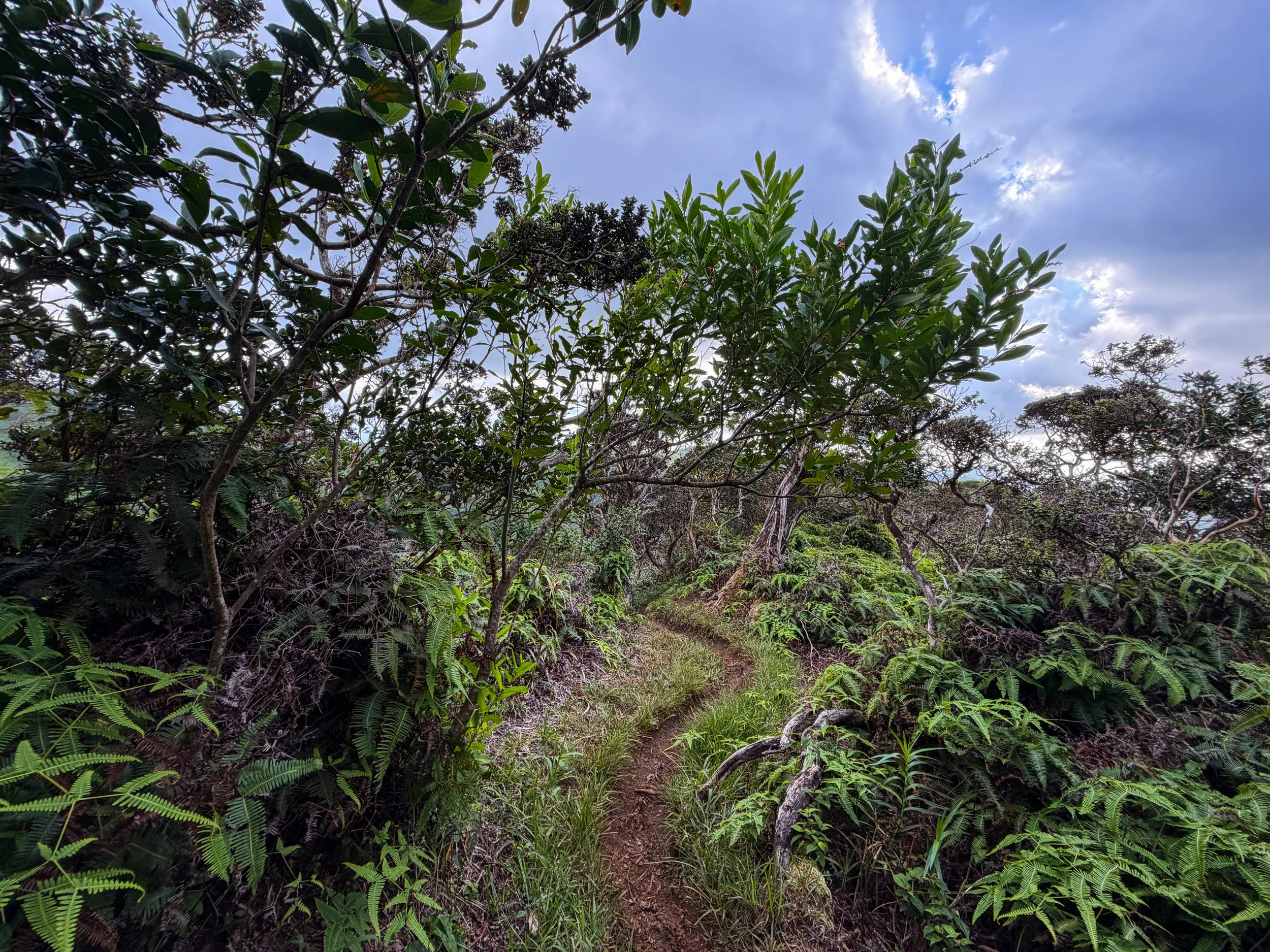 Kaau Crater Ridge Trail Oahu Hawaii
