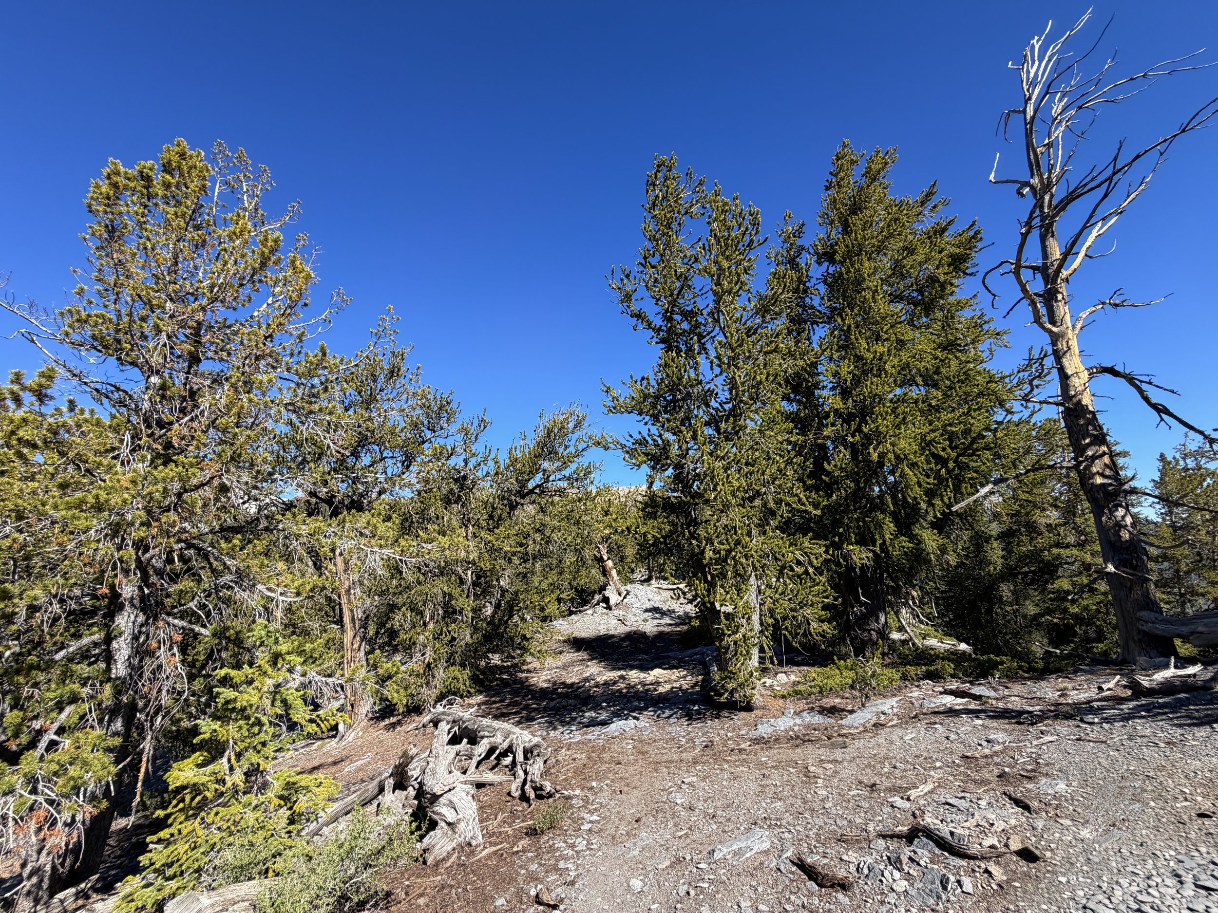 Snake Divide Hike Great Basin National Park Nevada