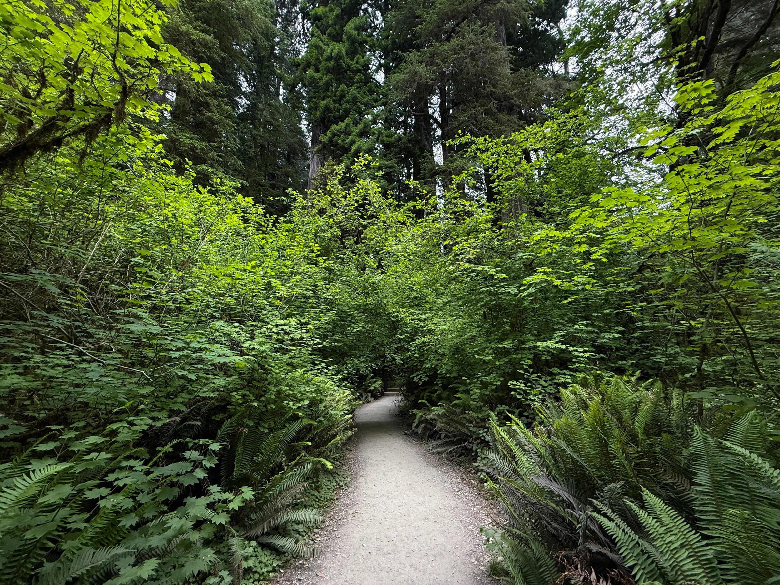 Grove of the Titans Hike Jedediah Smith Redwoods State Park California